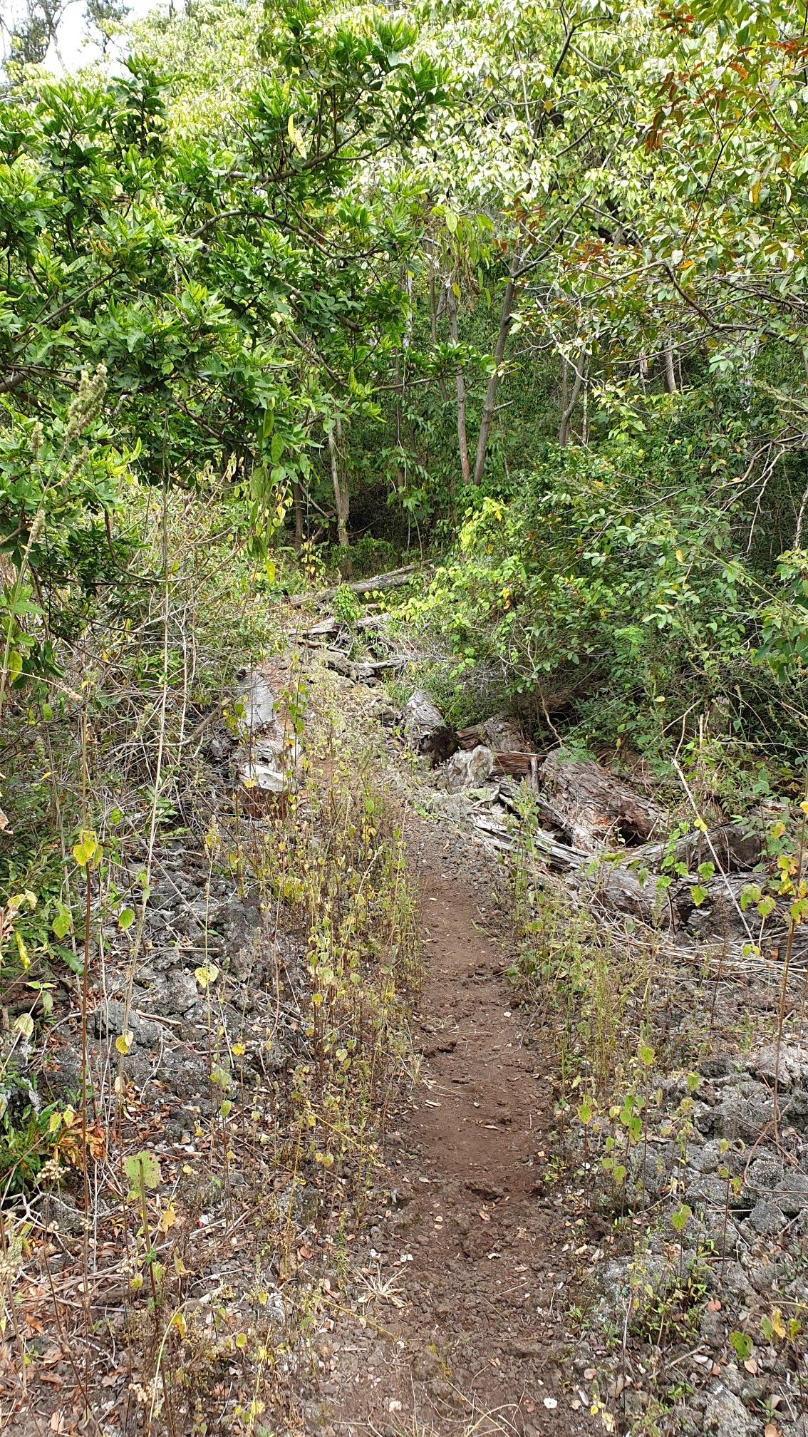 A narrow dirt path surrounded by rocky ground and green foliage. - Manukā Nature Trail loop