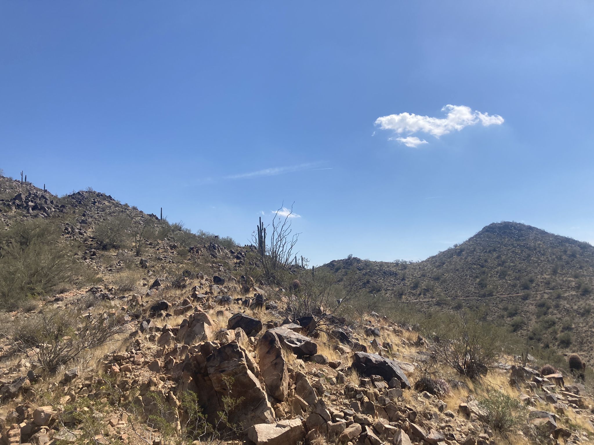 Rocky desert hillside with sparse plants and cacti under a bright blue sky. - Sunrise Mountain Preserve Loop