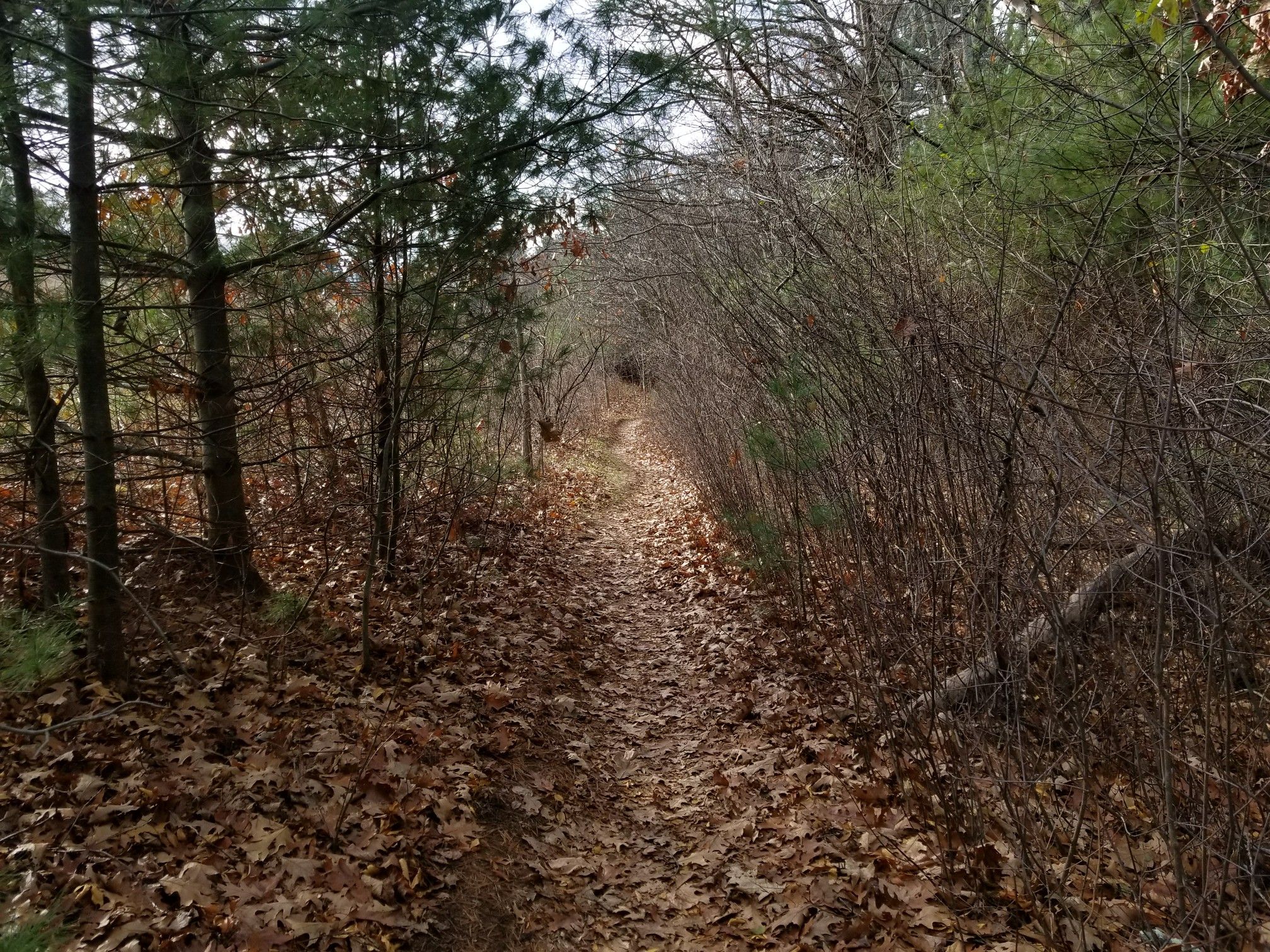 Narrow, leaf-covered dirt path winding through dense woods with bare branches. - Backpacker Trail to Bear Paw Loop