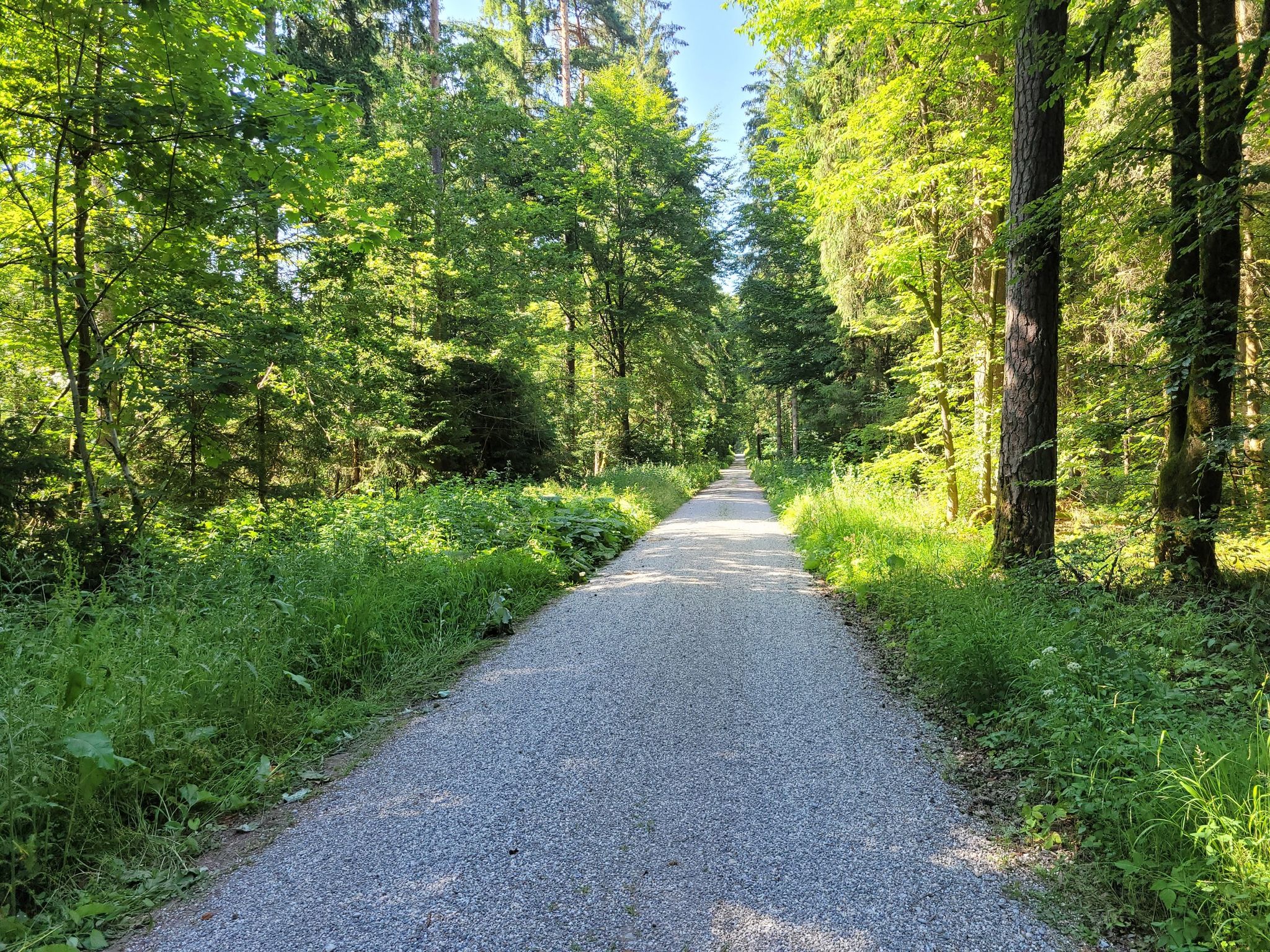 und immer noch Wald
