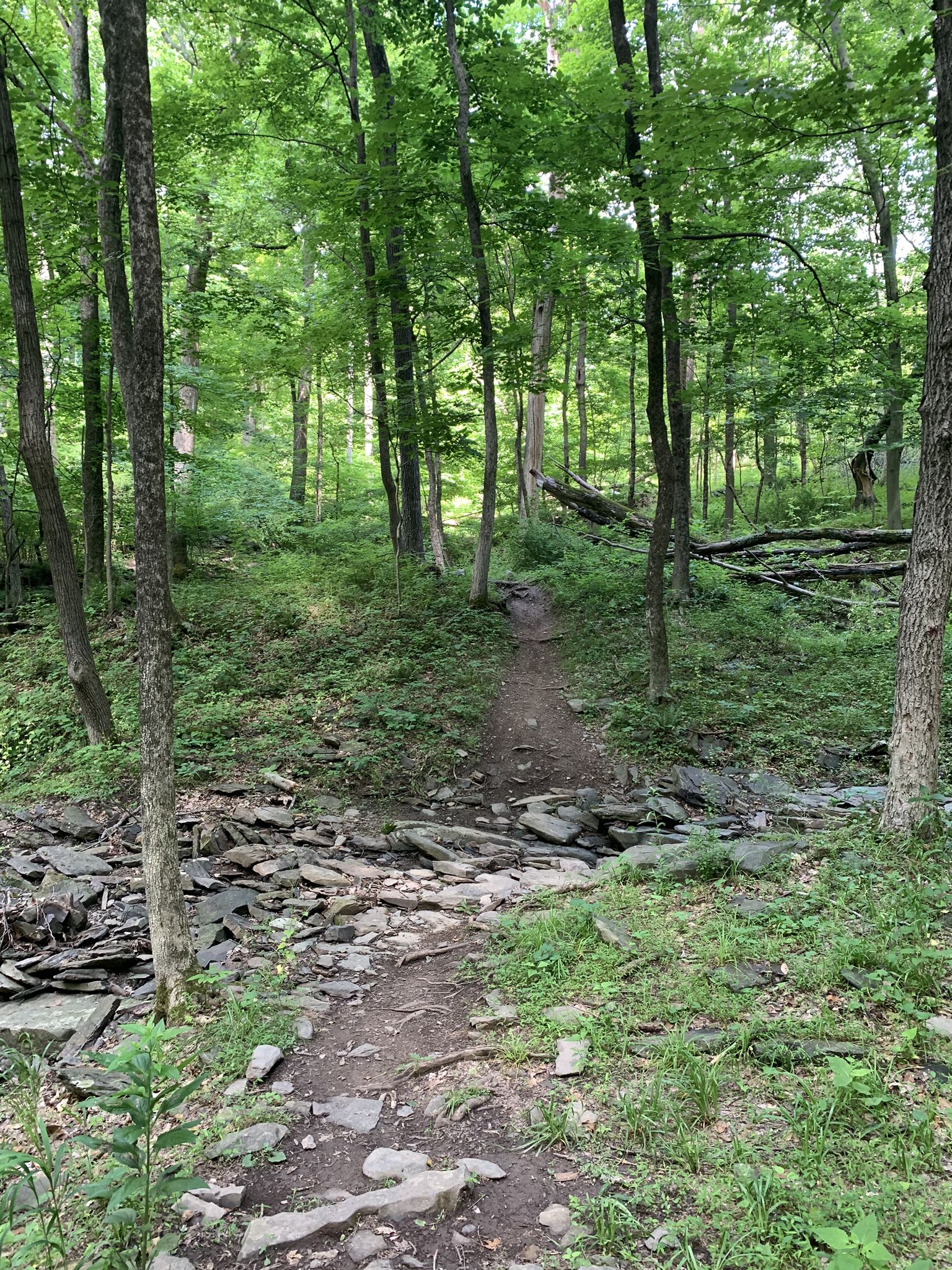 A rocky dirt path through a green forest with fallen trees. - Yellow Trail loop from High Rocks Vista