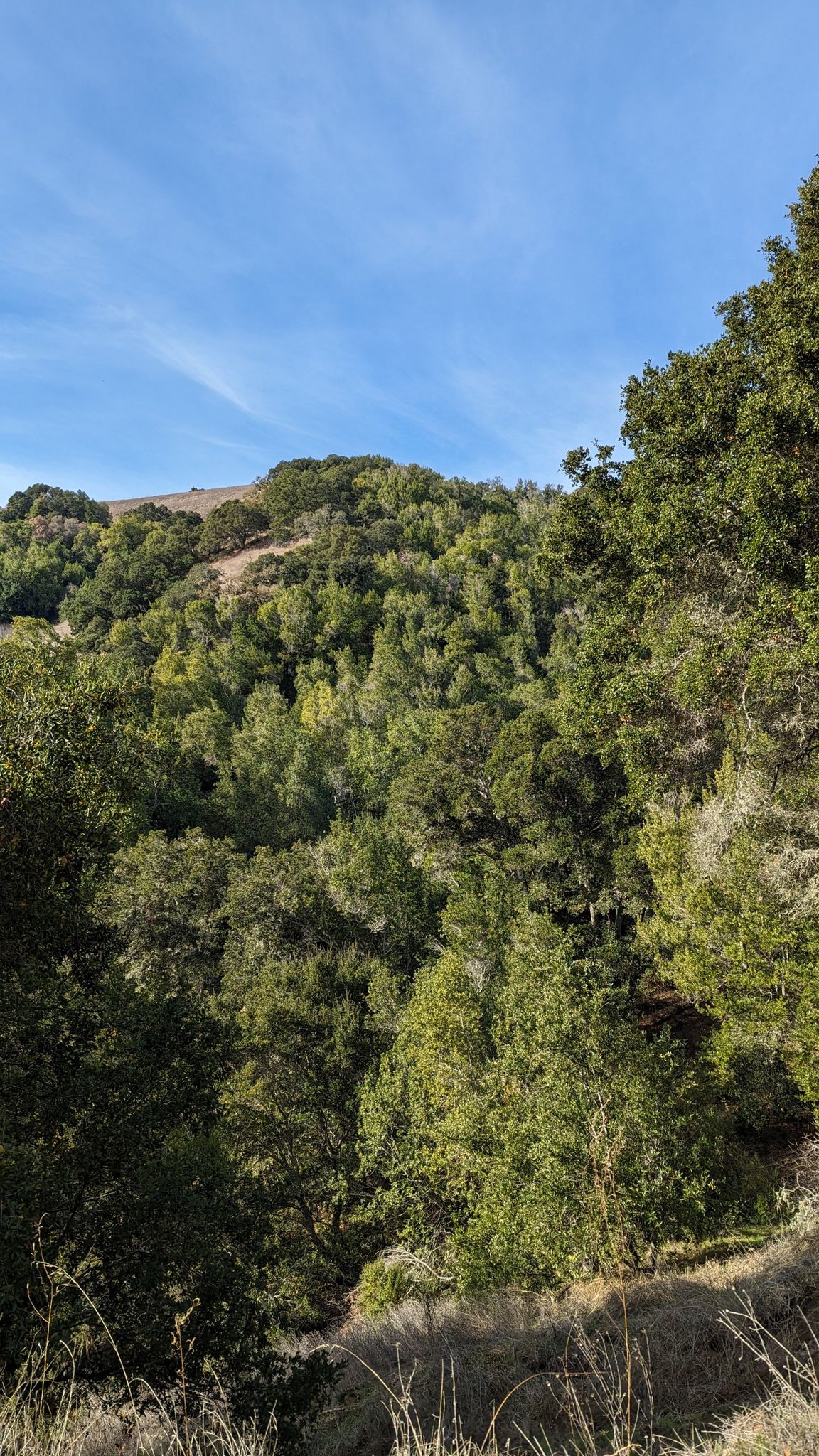 Lush green forested hills under a bright blue sky. - Abrigo Valley and Briones Crest Trail Loop