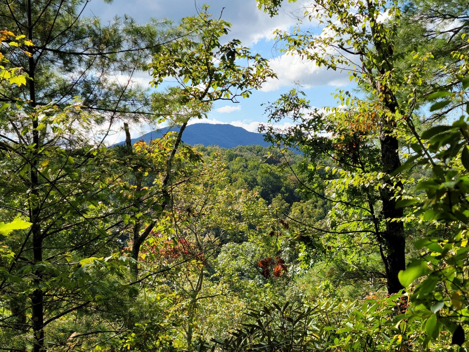 Distant mountain peak visible through dense green forest under a partly cloudy sky. - Lower Schoolhouse Gap Trail – Chestnut Top loop from West Prong Little River