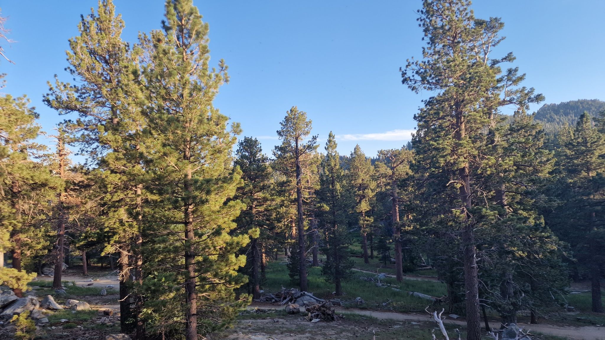 Sunlight illuminates tall pine trees in a dense forest under a blue sky. - Round Valley Trail