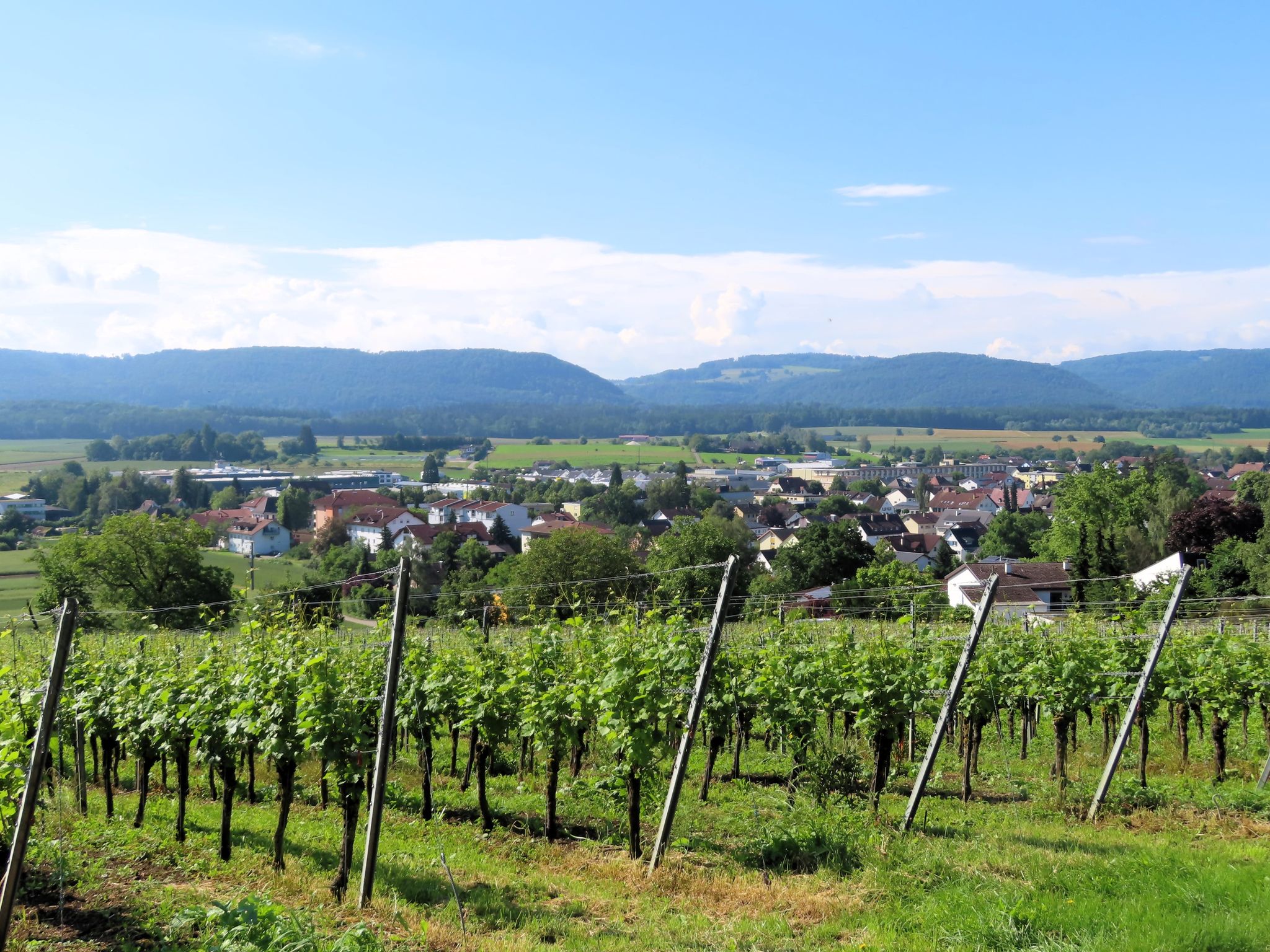Weinberge bei Erzingen