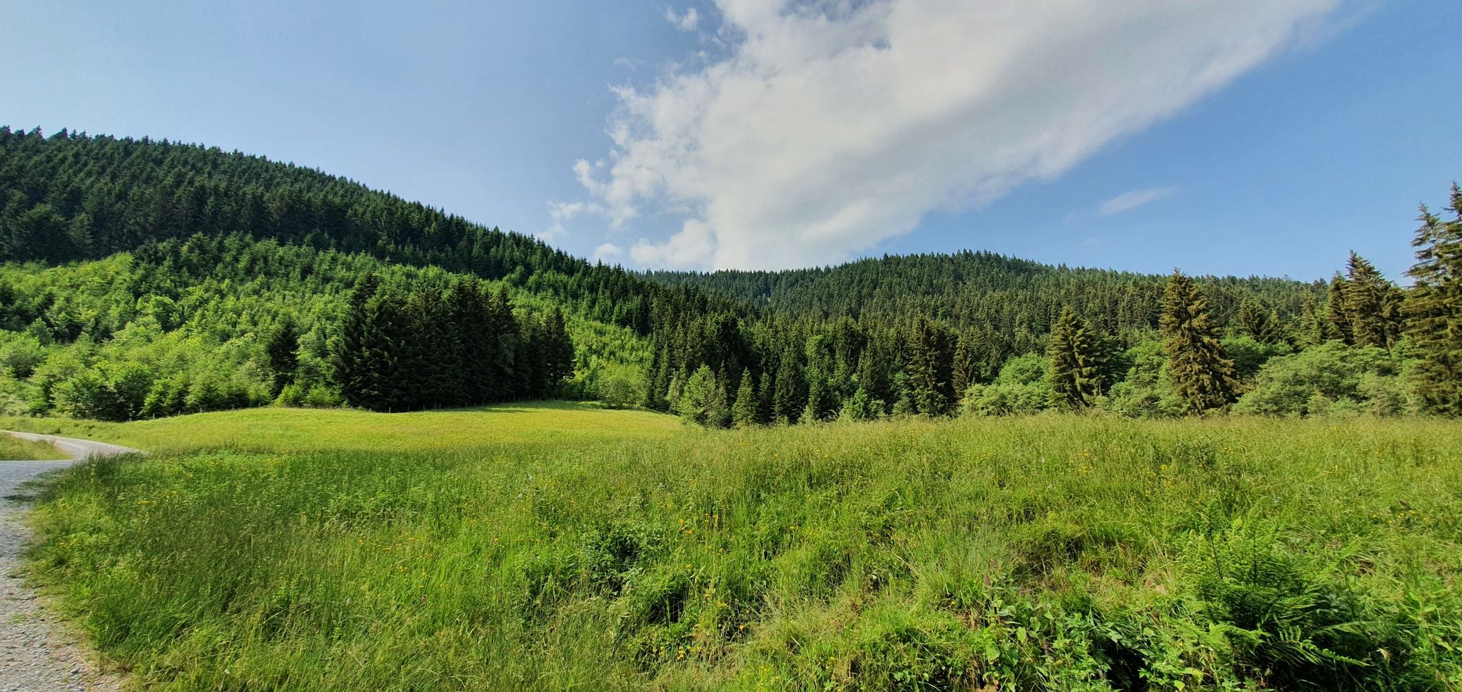 Die Bäume sehen gesünder aus als daheim