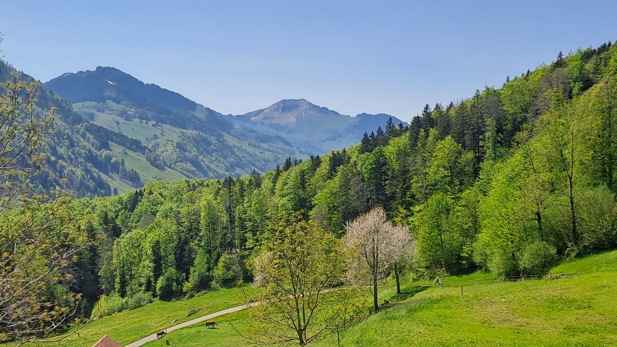 Buochserhorn