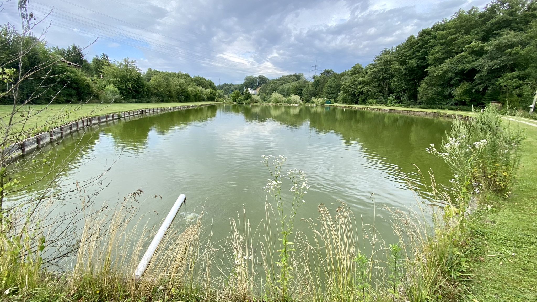 Fischteiche Fading mit dicken Karpfen