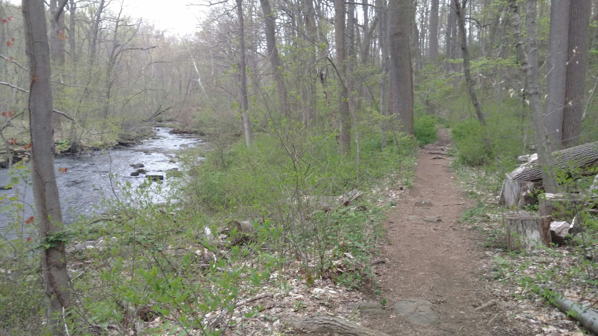 A winding dirt path runs alongside a rocky stream in a lush forest. - Black River Trail Loop