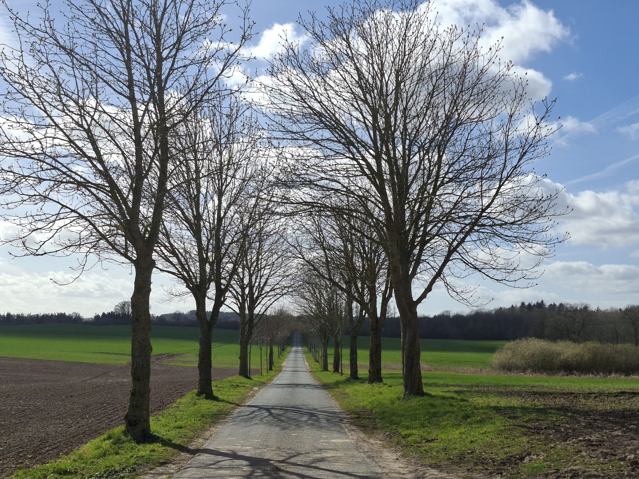 Allee von Rohlstorf nach Quaal