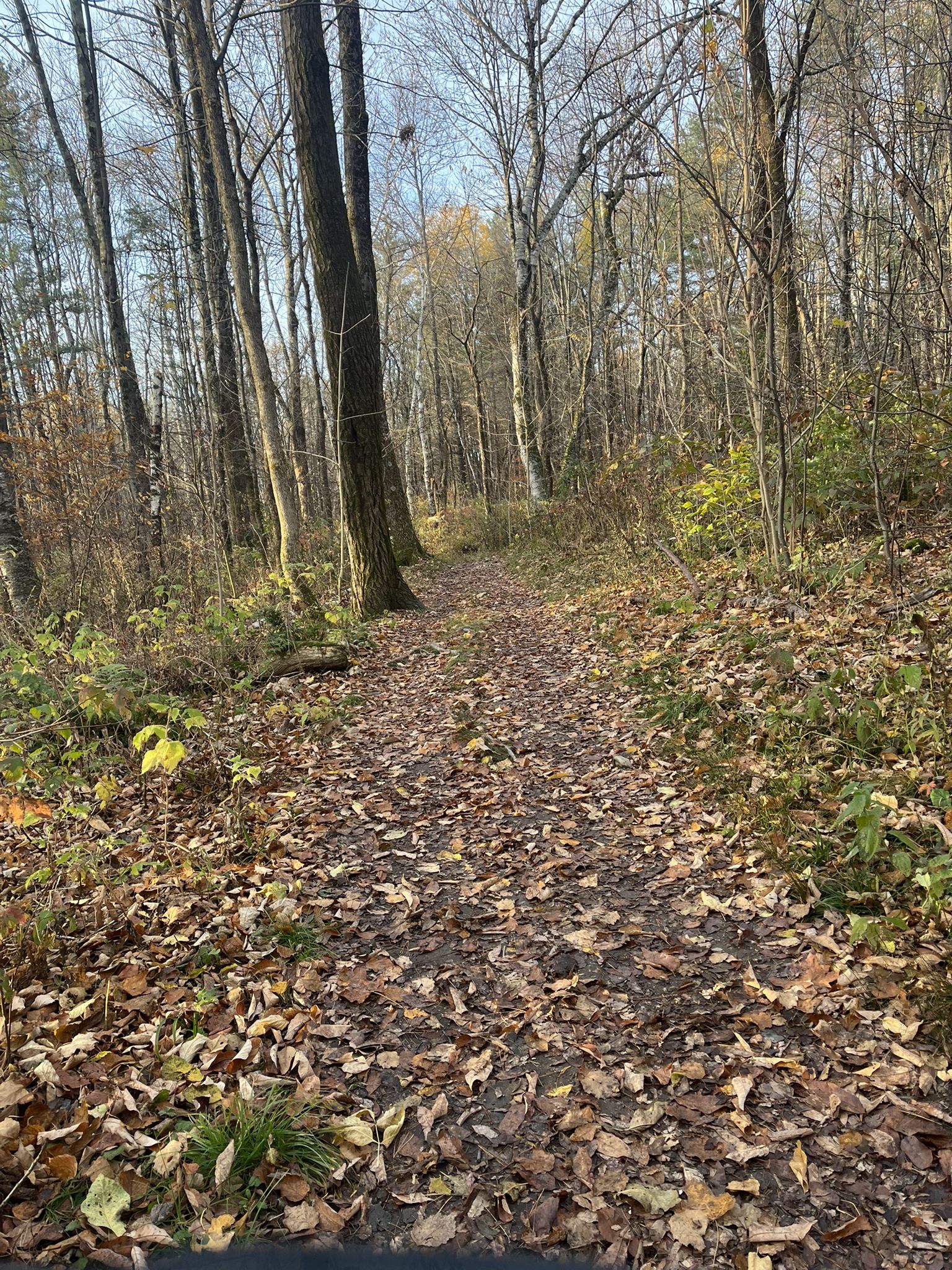 A leaf-covered forest path winds through tall, bare trees on a bright day. - Equinox Pond via Flatlander Pass