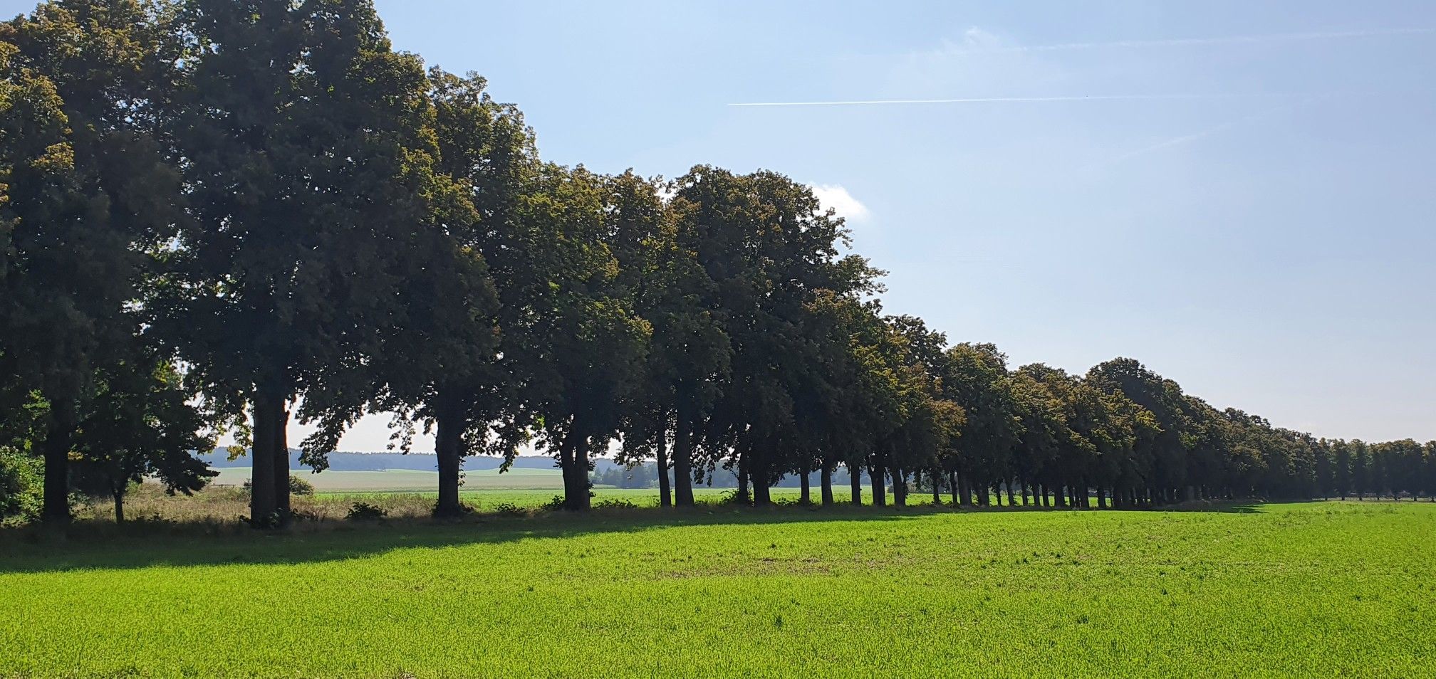 Friesack, Goldsche Allee