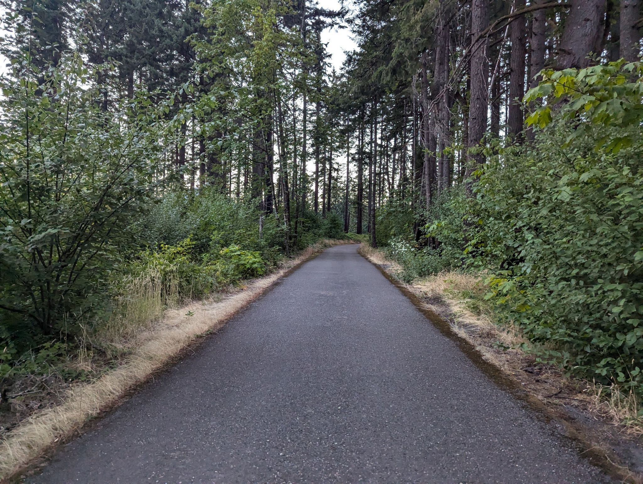 A straight paved path leads through a dense, green forest. - Historic Columbia River Highway Trail: Eagle Creek to Cascade Locks