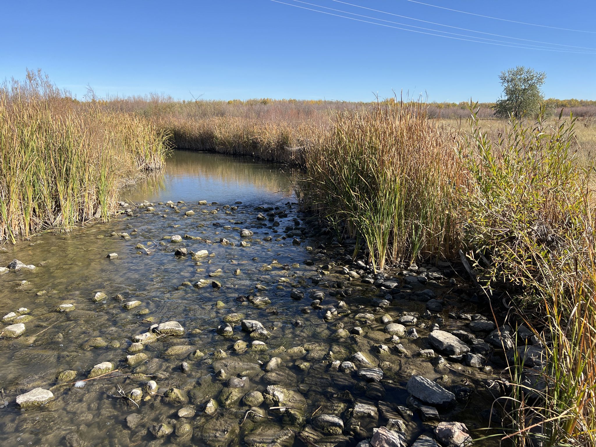 A shallow rocky stream flows through tall reeds under a clear sky. - Cherry Creek, Pope, and Butterfly Hill Trail Loop