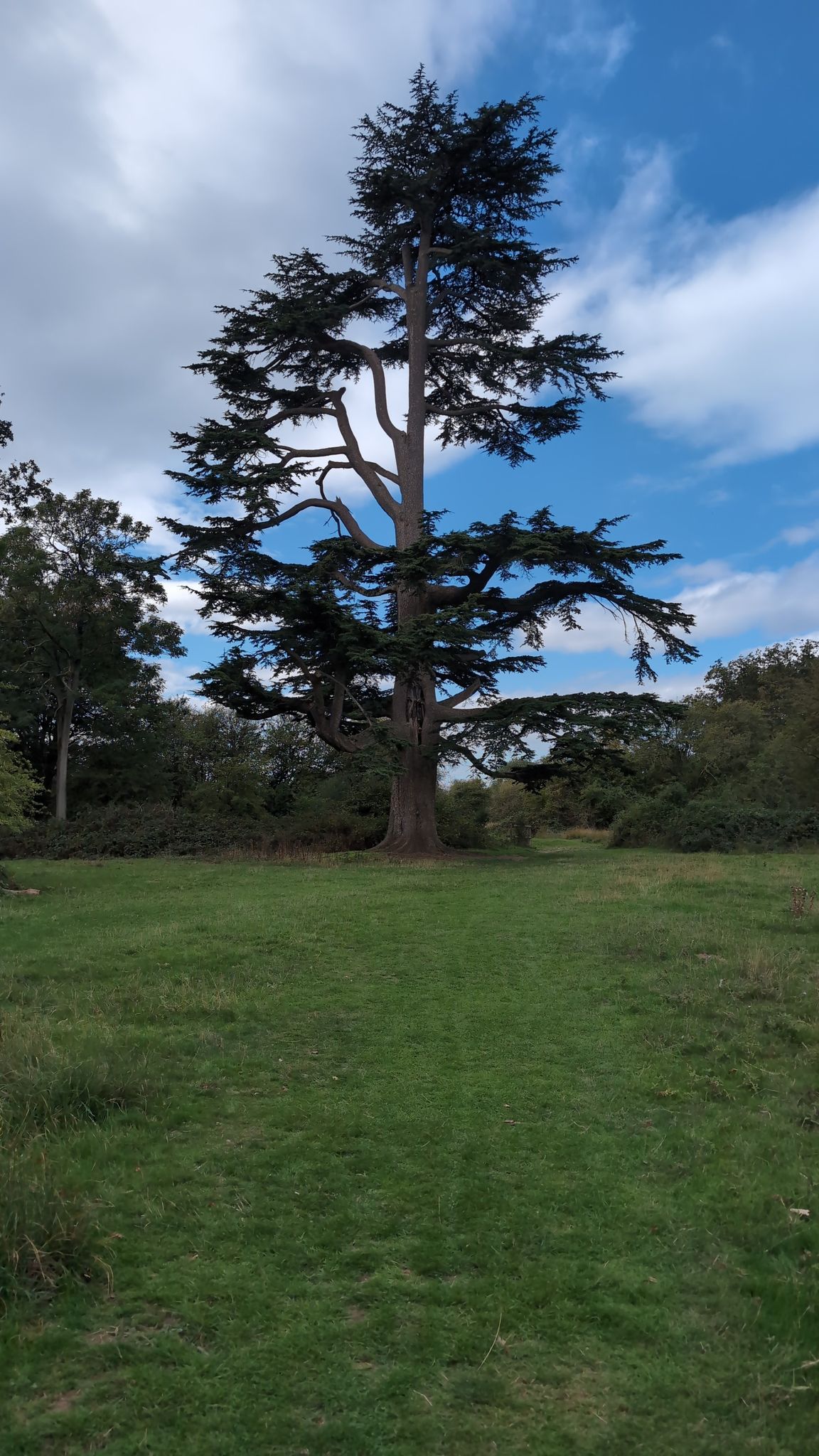 Cedar of Lebanon 