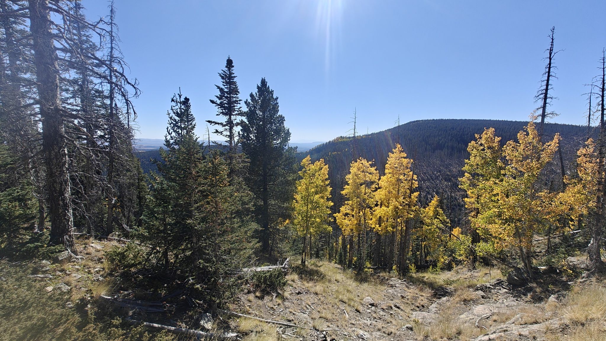 Sunny forest with vibrant yellow autumn trees and distant mountains. - Mount Baldy Trail loop