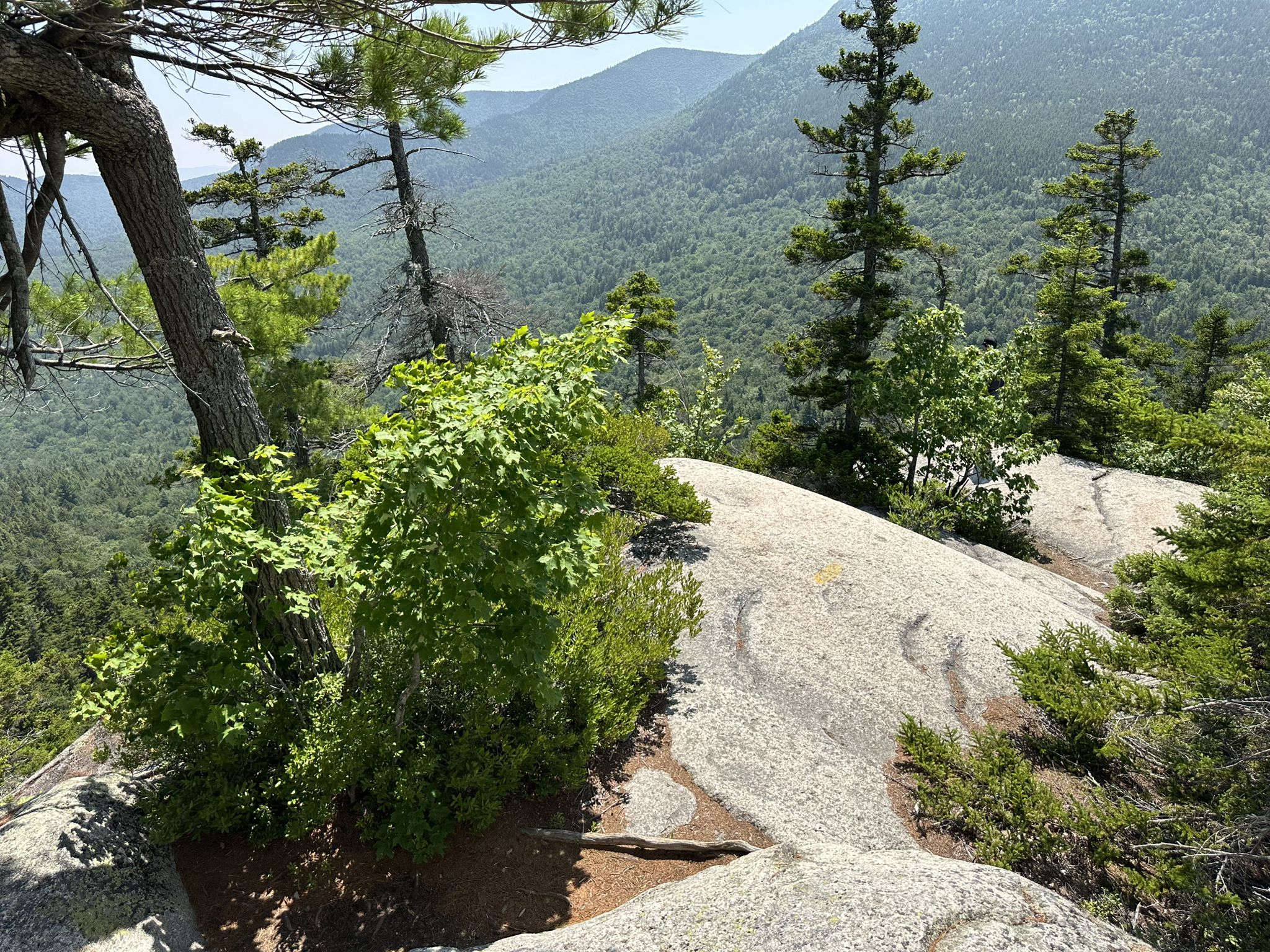 Sunny rocky outcrop with pine trees, overlooking a vast green mountain range. - Hedgehog Mountain via UNH Trail