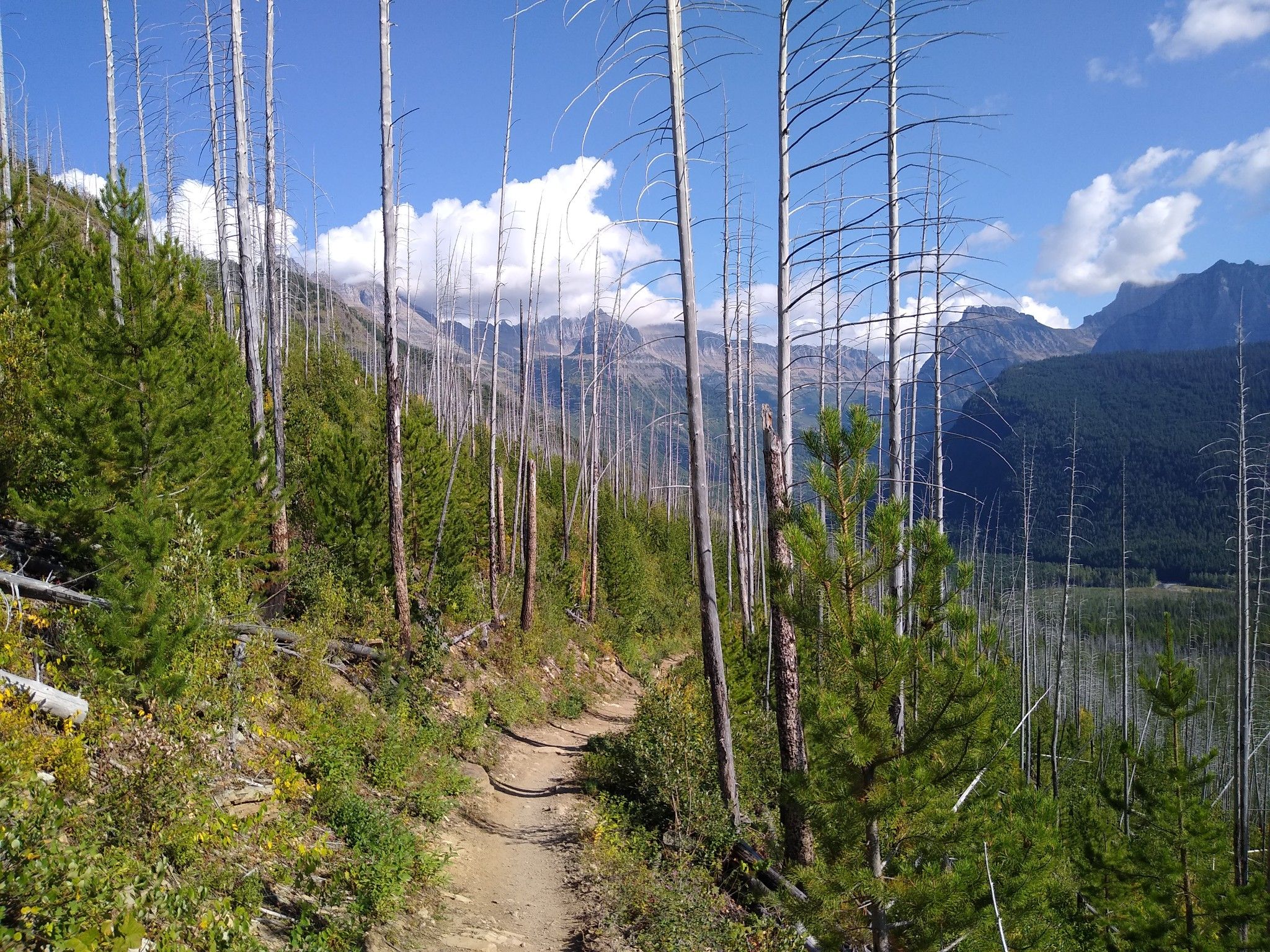 Dirt trail through forest with dead trees, mountains under blue sky. - Granite Park Trail