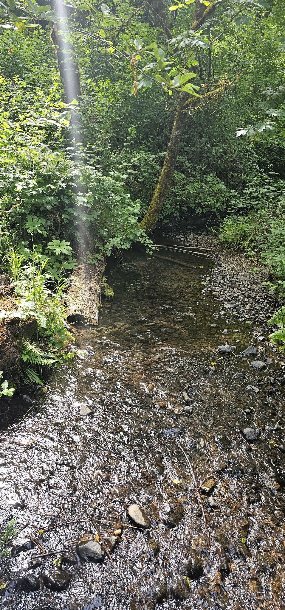 A clear forest stream flows over rocks, with a sunbeam shining through. - Uproute Extendo Loop