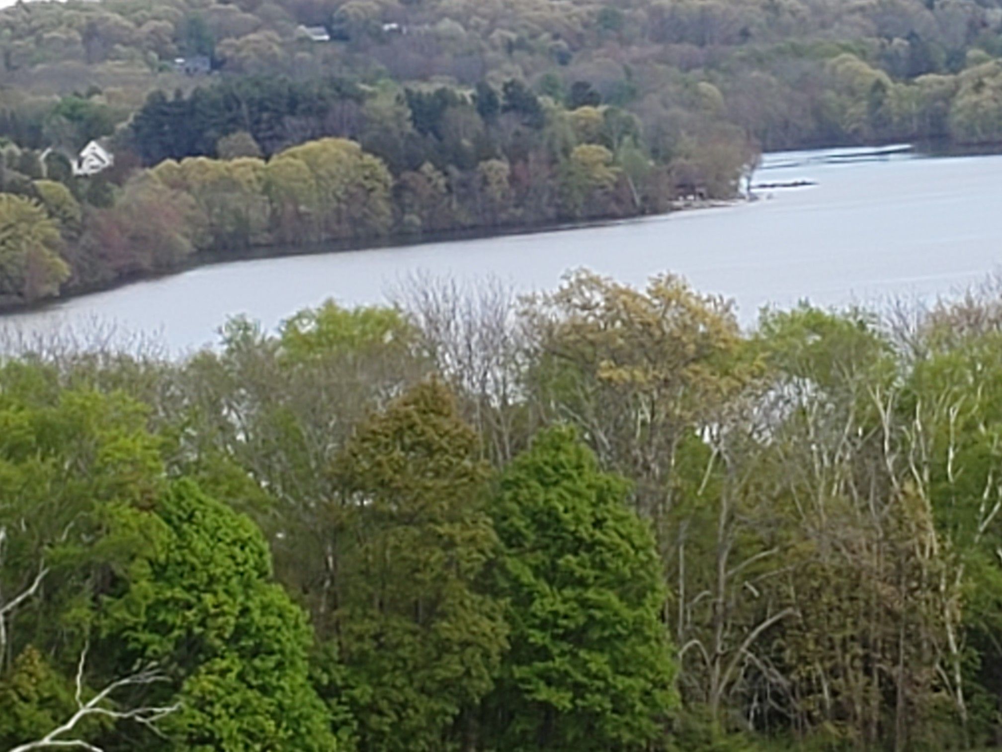 Close-up of a calm lake surrounded by lush green and bare trees. - Osgood Hill Loop