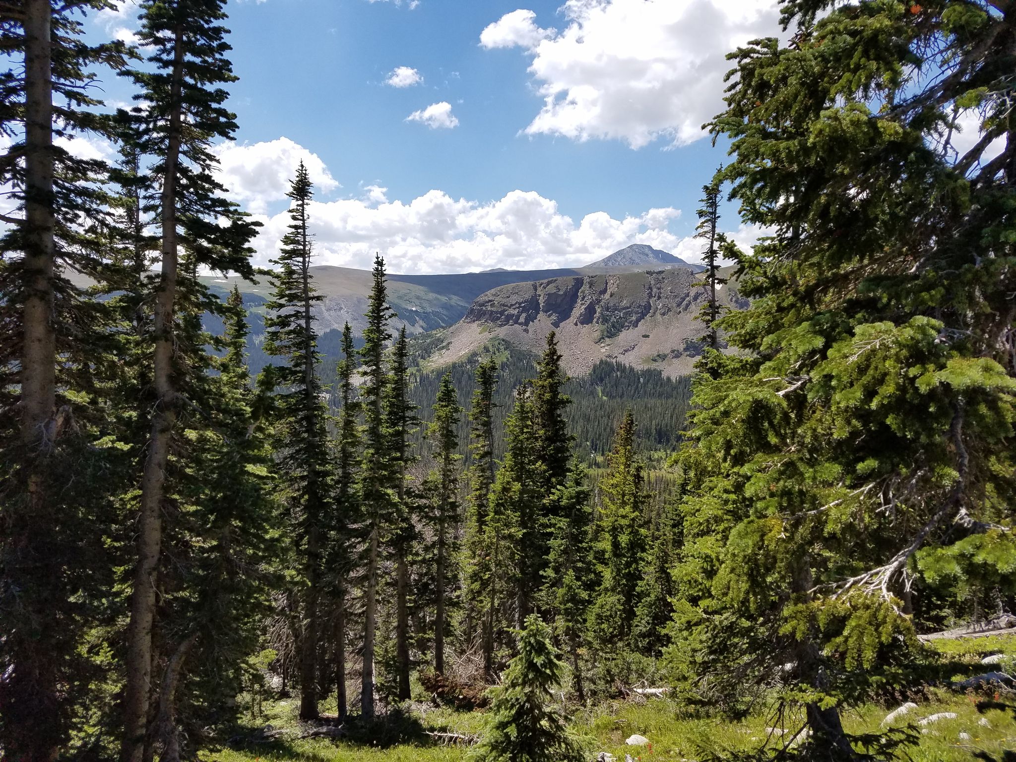 Dense pine forest with distant mountains under a bright, cloudy sky. - Mount Audubon and Paiute Peak Loop