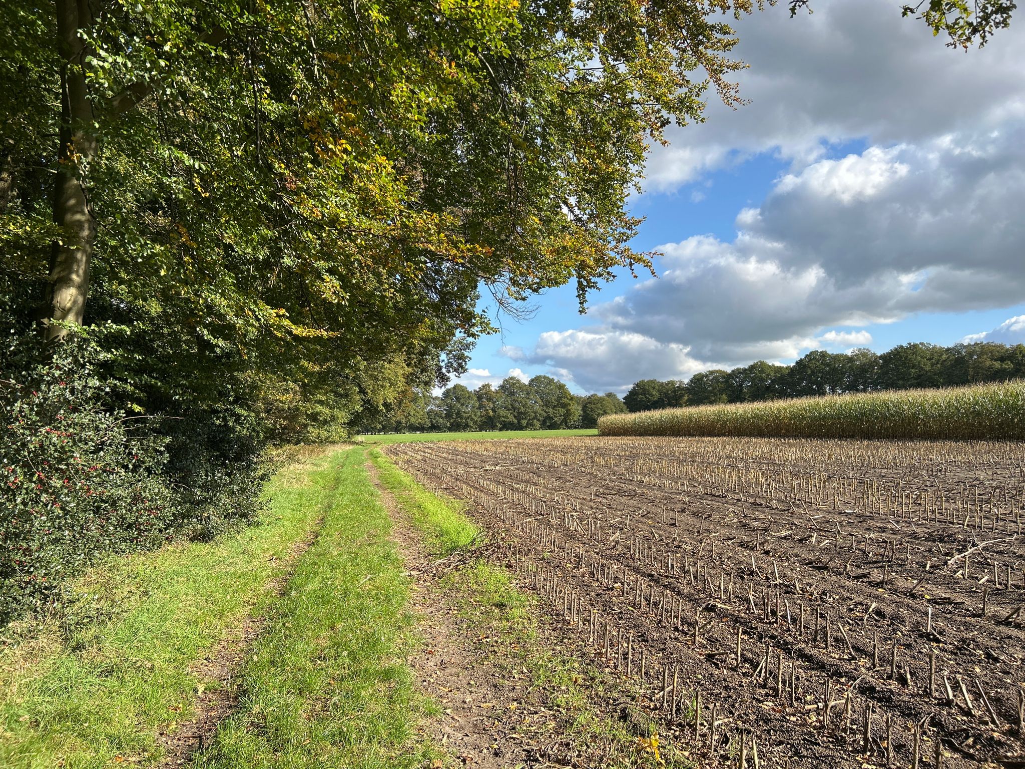 Feldweg südlich der Ems