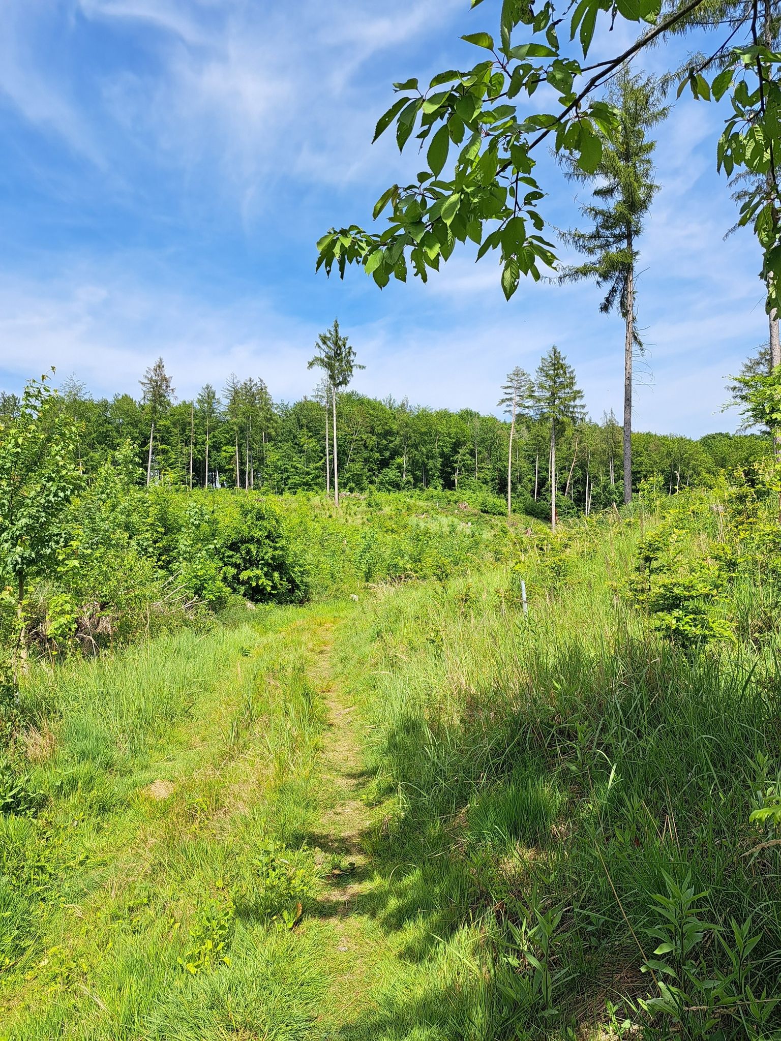 Der Weg wird "wiesiger"
