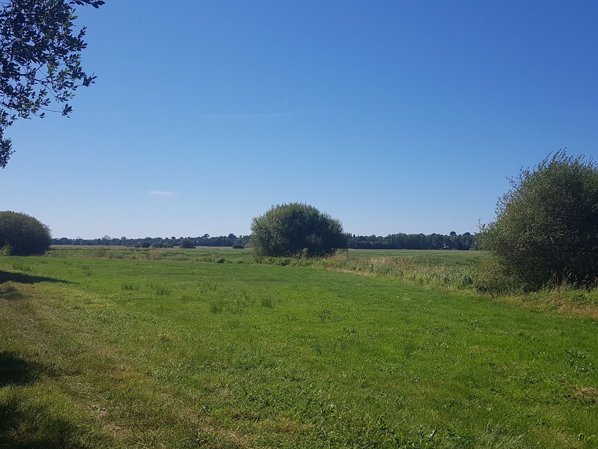 Marsh land