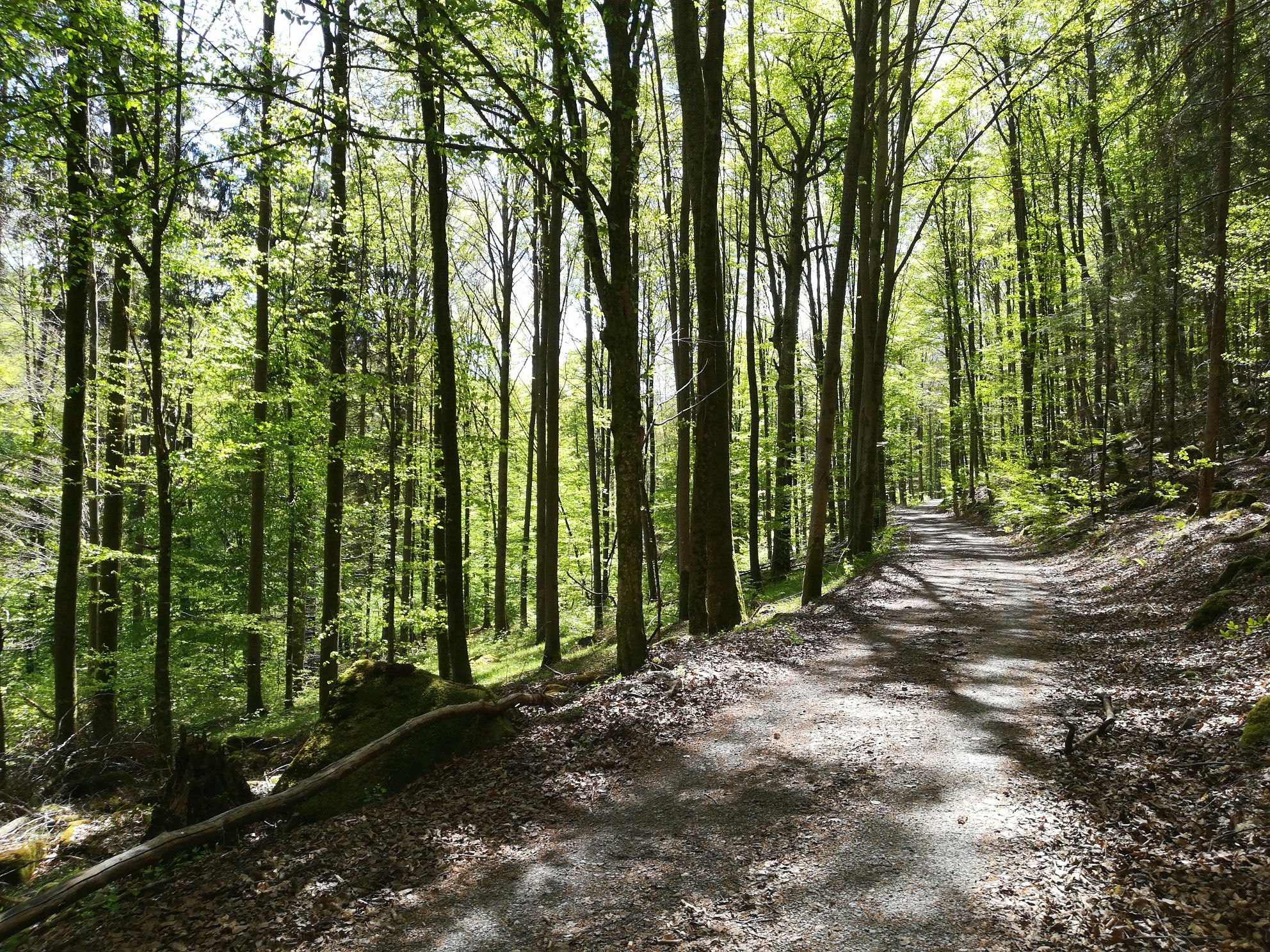 Schondra Tal MTB 38 Trail