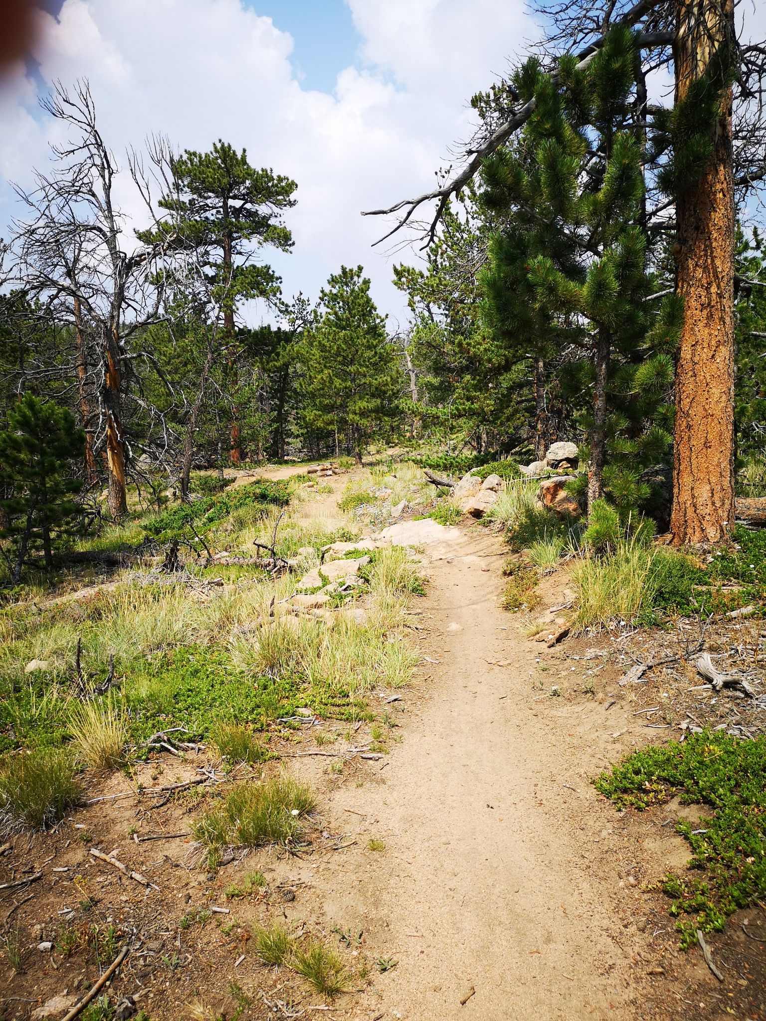 A narrow dirt trail winds through a sunlit pine forest. - Happy Jack Trail Area loop from Point Crawford