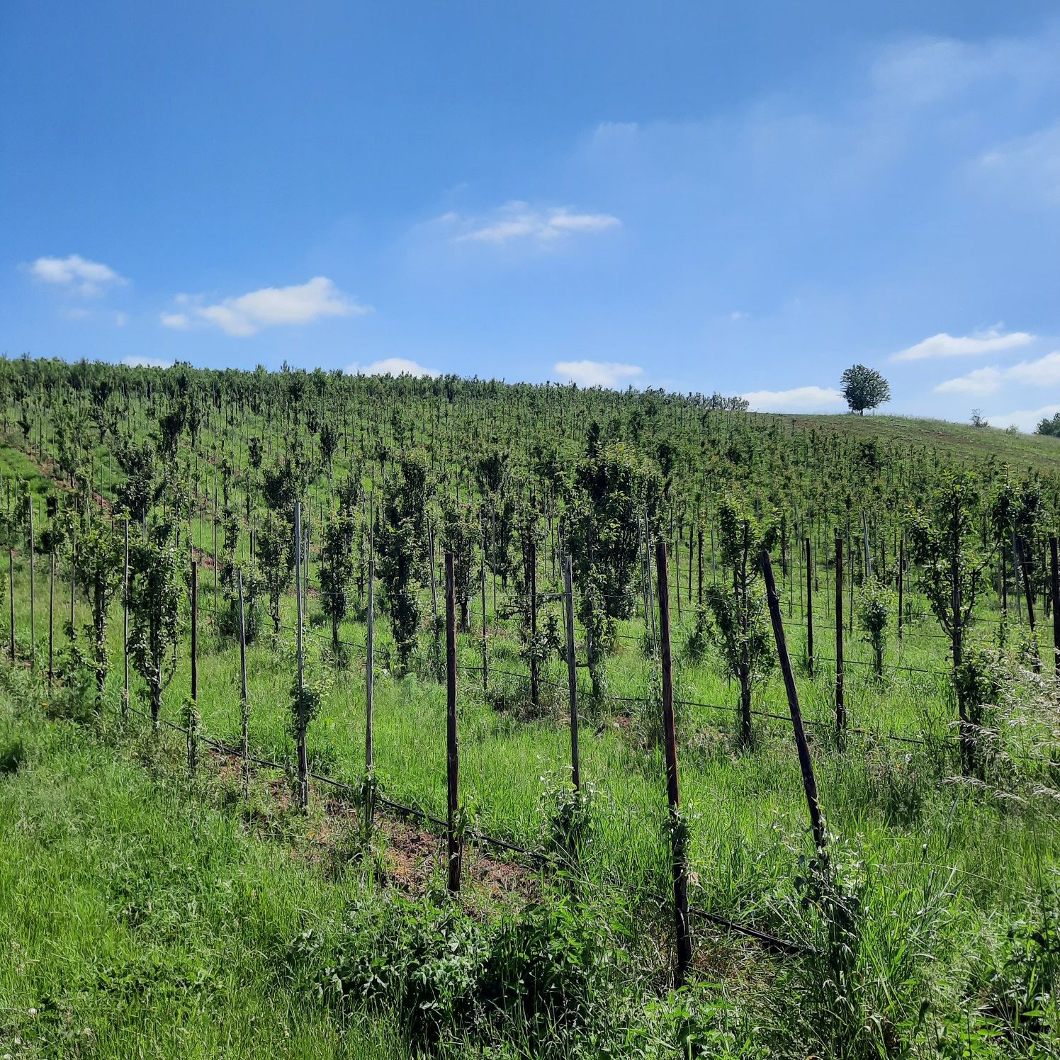 Apfelplantage