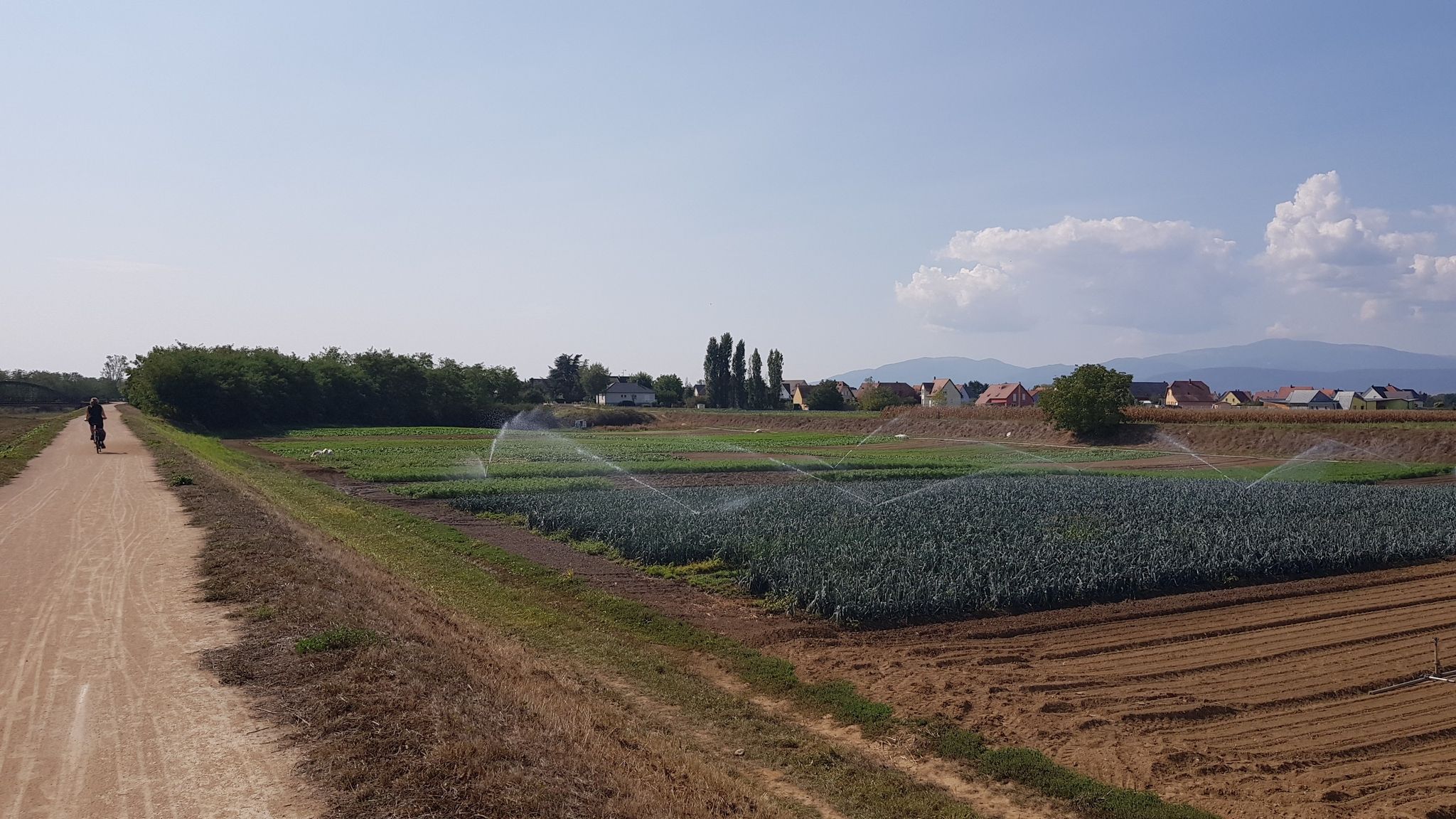 vege