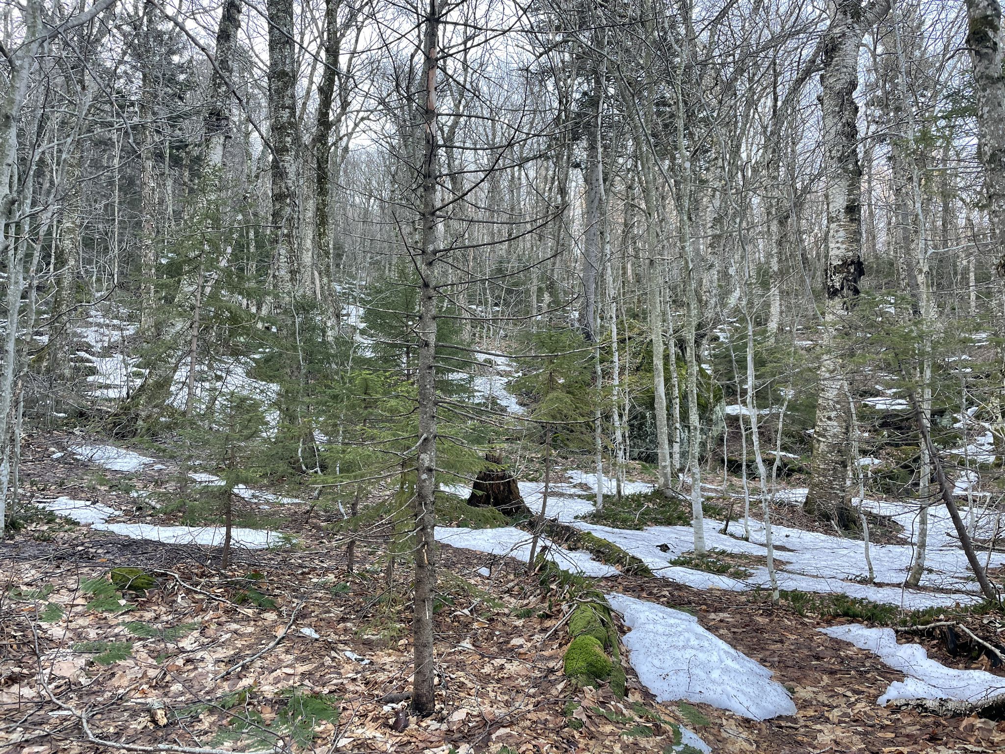 A winter forest with bare trees, evergreens, and patches of snow on the ground. - Hiking loop from Stevensville