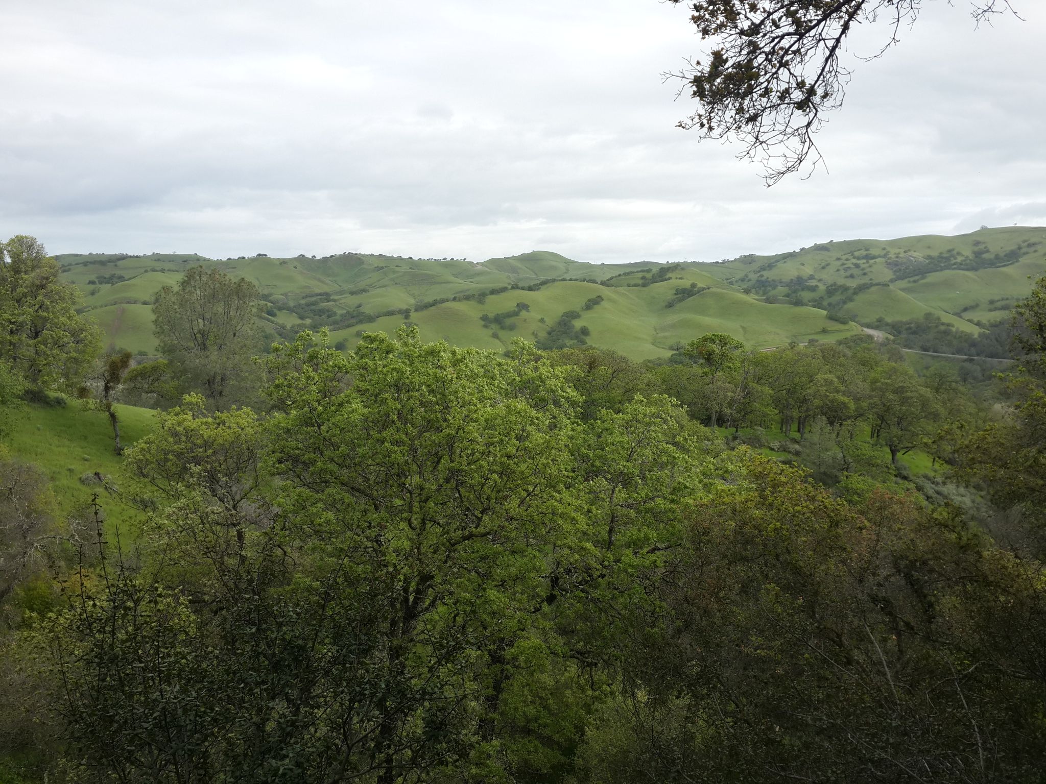 Lush green rolling hills and dense forest under a cloudy sky. - Hiking loop from Del Valle West Beach