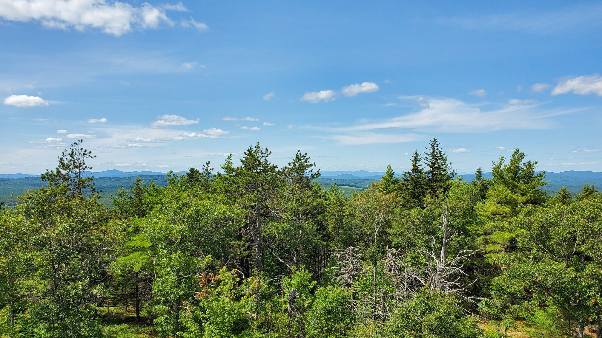 Expansive view of a lush green forest under a bright blue sky. - Blue Job Mountain Loop Trail