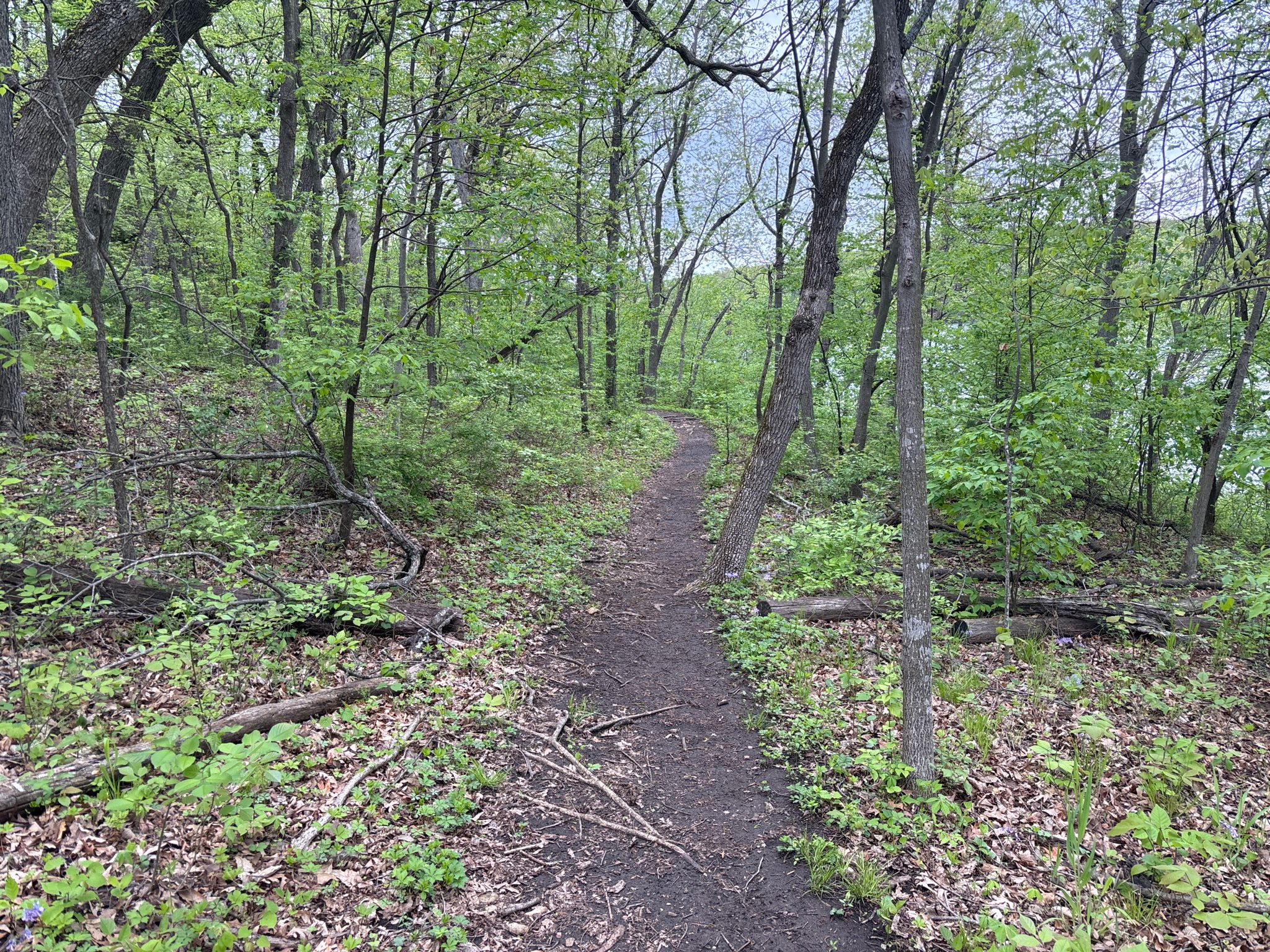 A winding dirt path through a lush green forest on an overcast day. - Rock Ledges Loop
