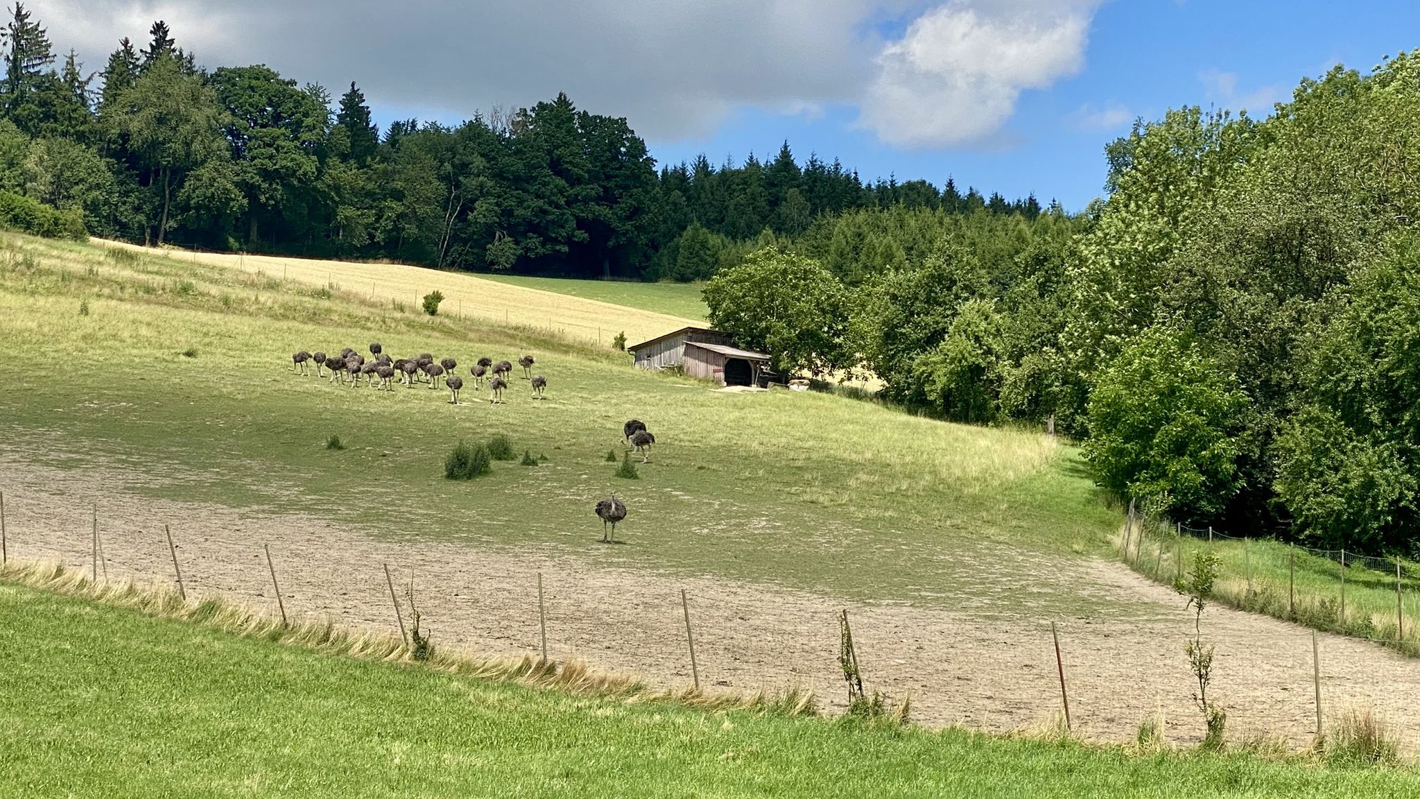 große Straußenherde