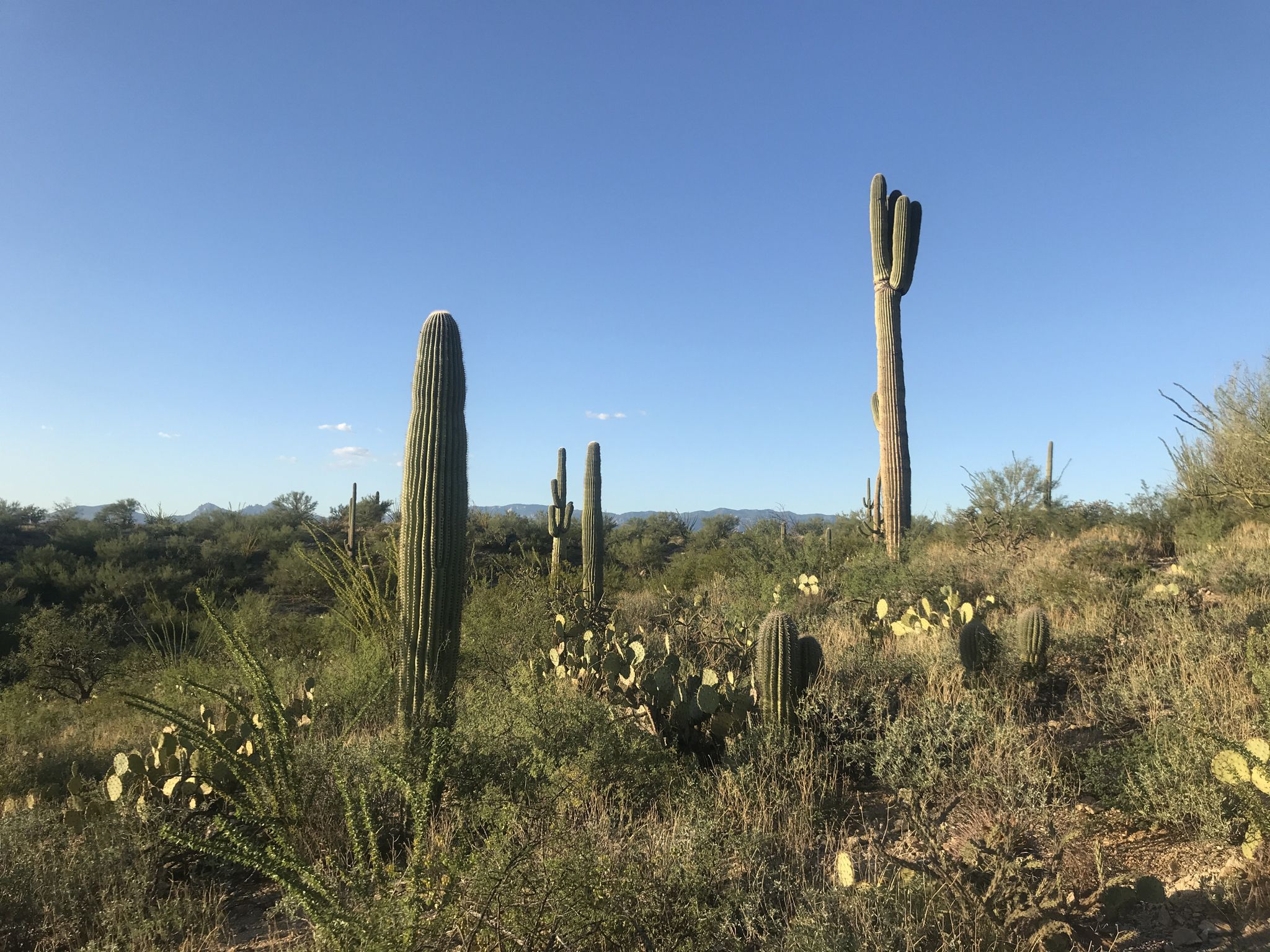 Tall saguaro cacti stand in a vast desert landscape under blue sky. - Freeman Homestead Trail