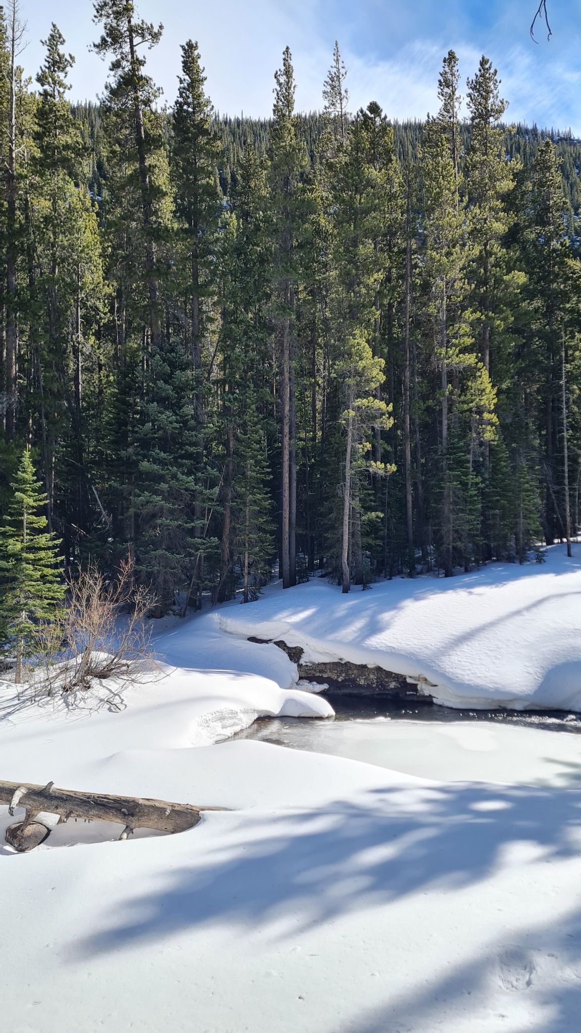 Snowy landscape with a partially frozen stream and tall pine trees under bright sun. - Calypso Cascades via Wild Basin Trail