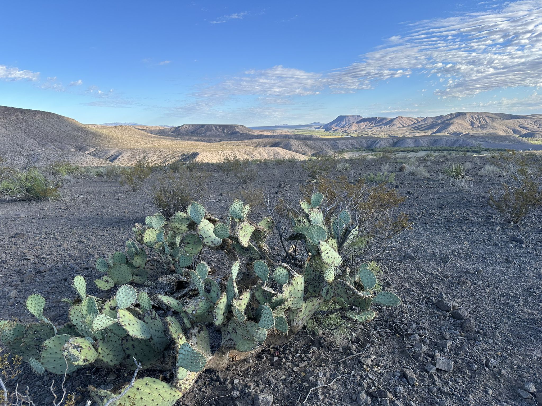 Prickly pear cactus in a desert landscape with distant hills under blue sky. - Leasburg Slot Canyon Trail