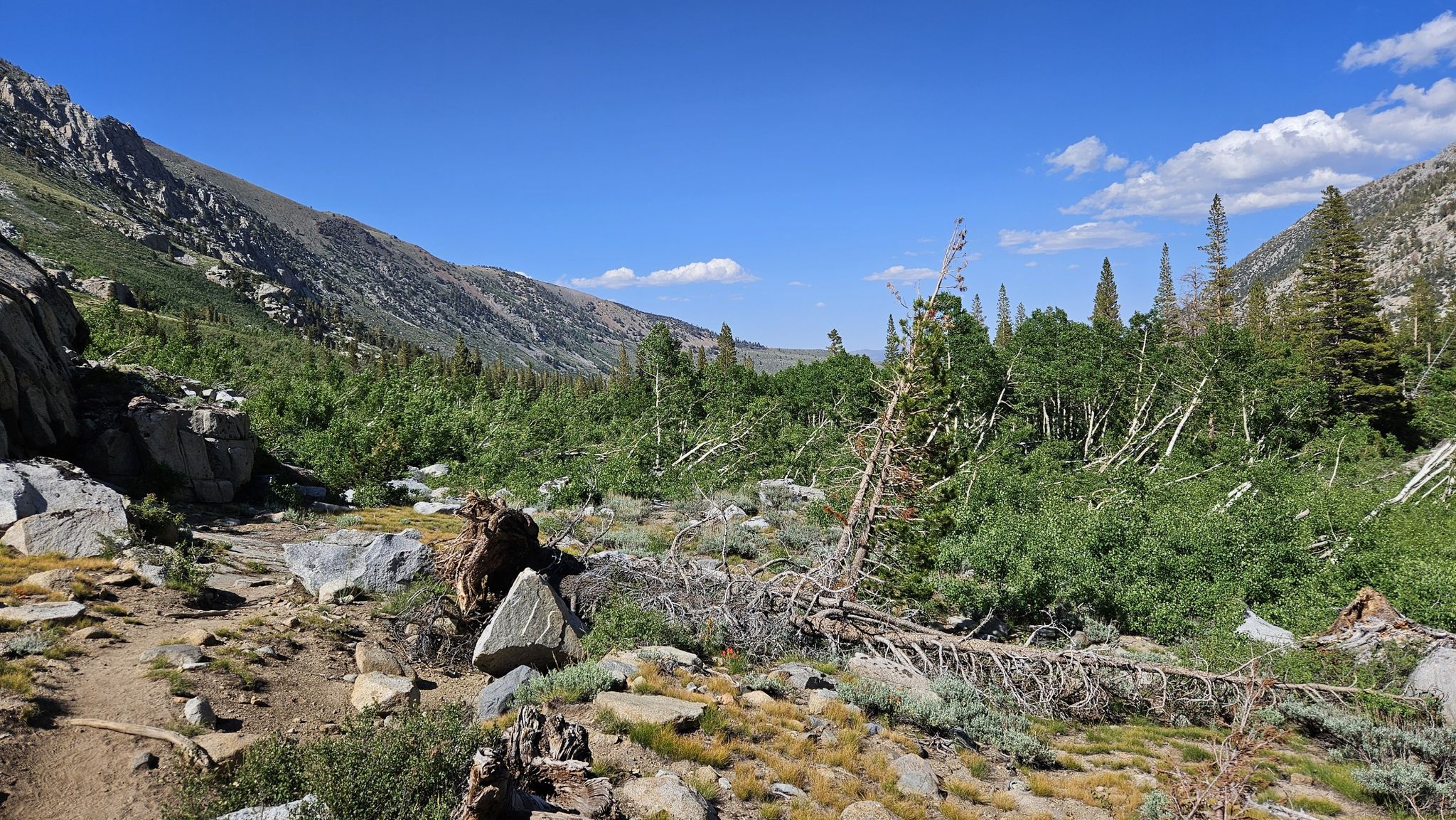Dirt trail winding through a green mountain valley with fallen trees. - Green Lake via Green Creek Trail