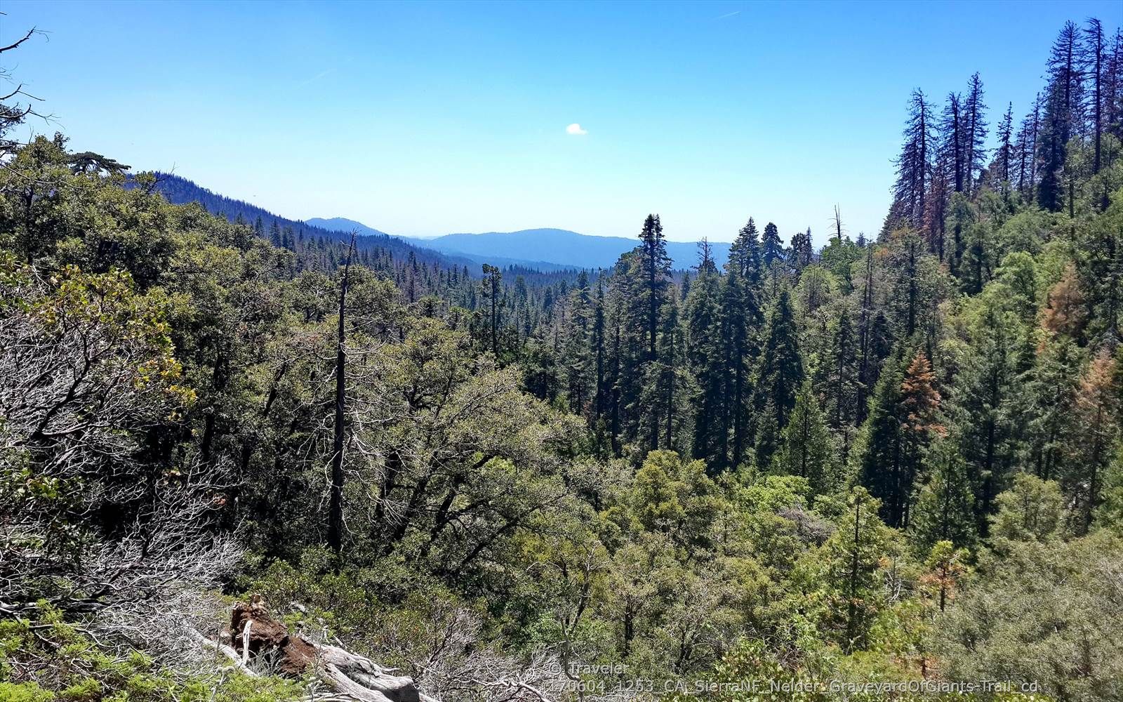 Expansive forest landscape with distant mountains under a clear blue sky, bright. - Graveyard of the Giants Trail