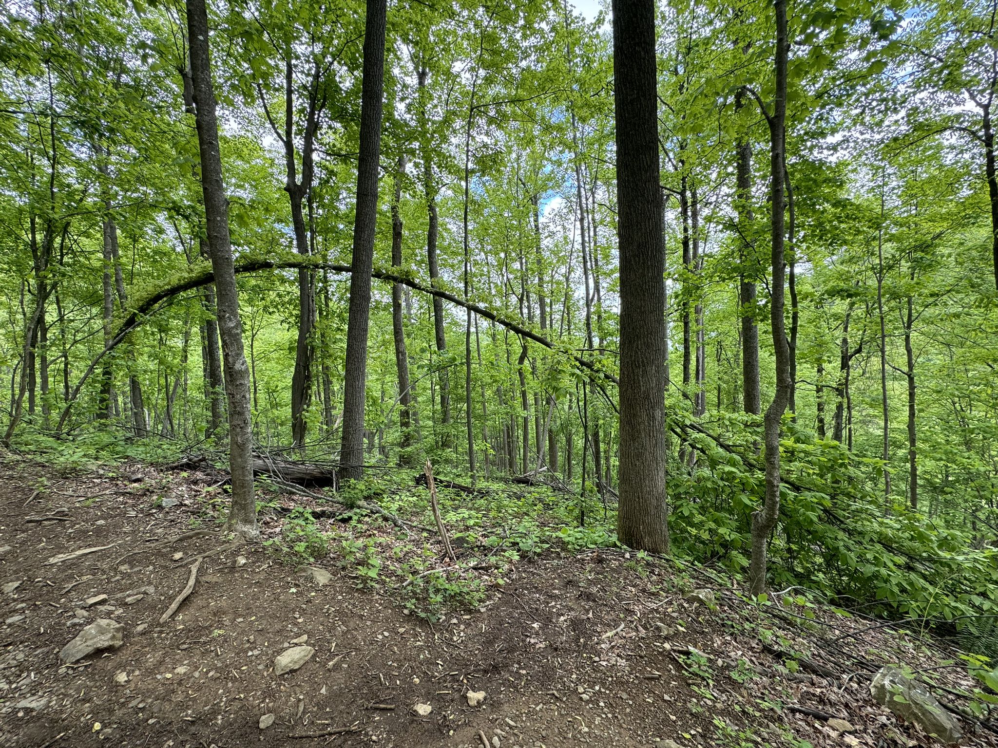 Lush green forest with tall trees and a fallen arching branch. - South River Falls Trail
