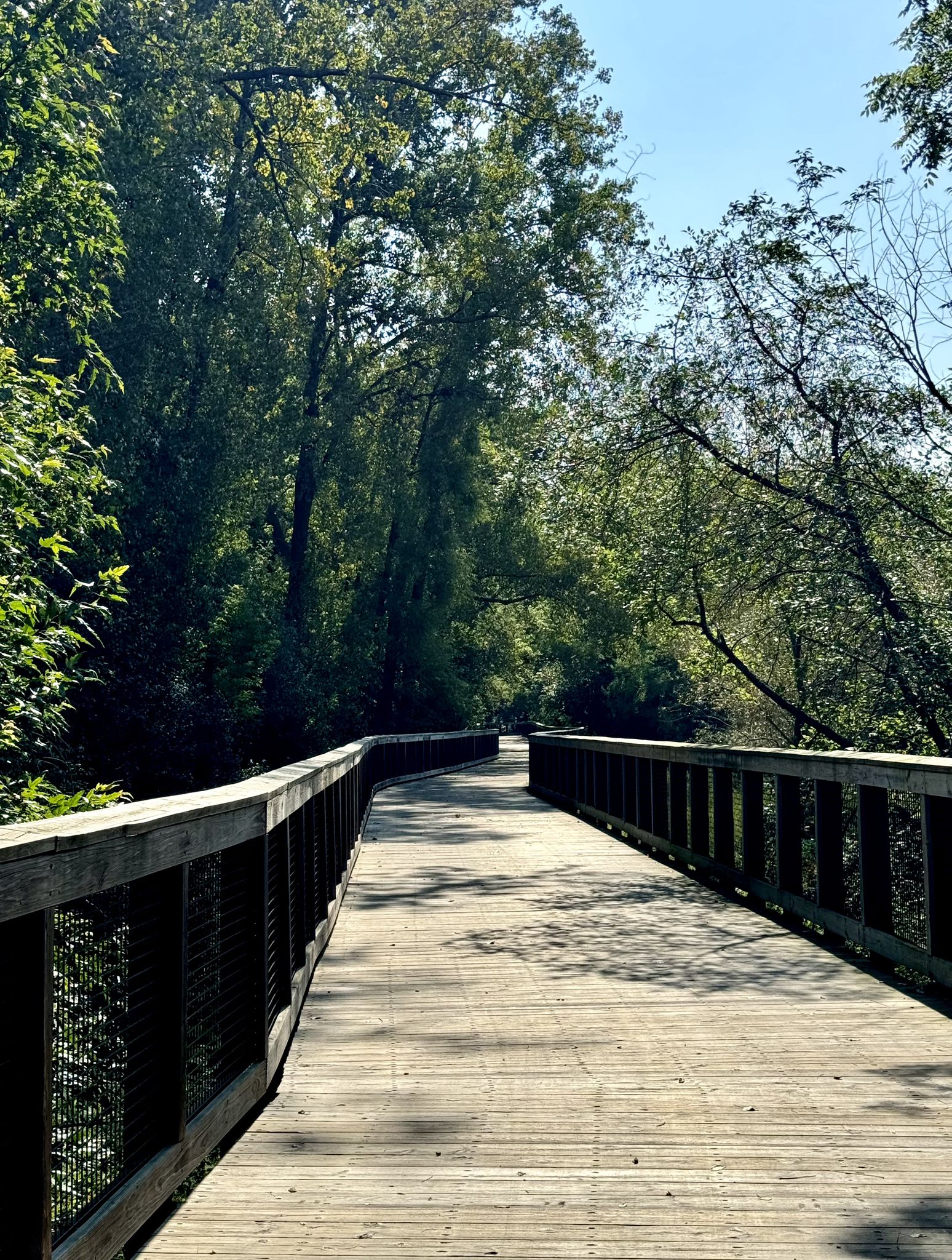 Curved wooden boardwalk through a dense green forest on a sunny day. - Heights Park to Fred Richards Park via Nine Mile Creek Trail