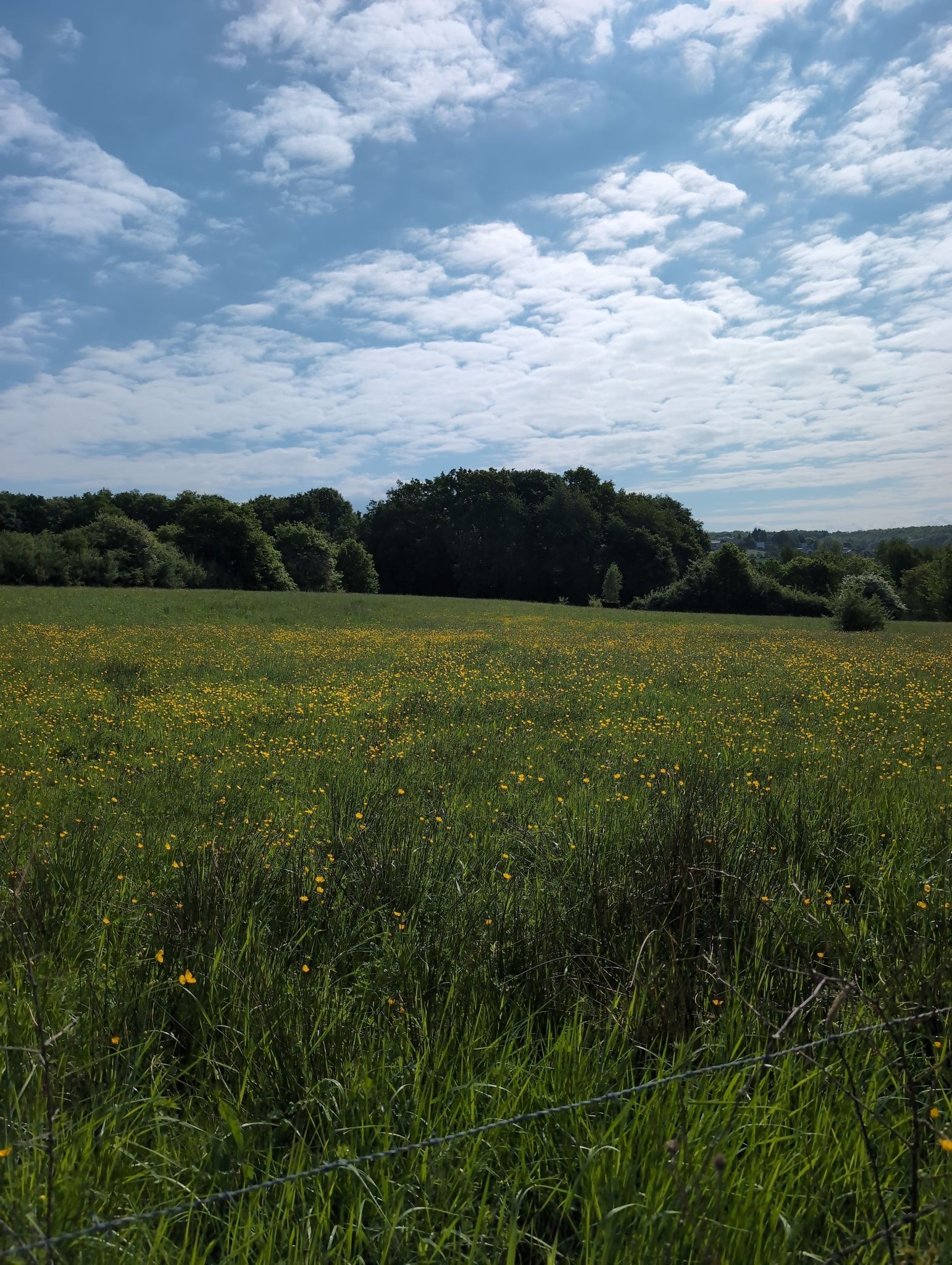 beautiful field