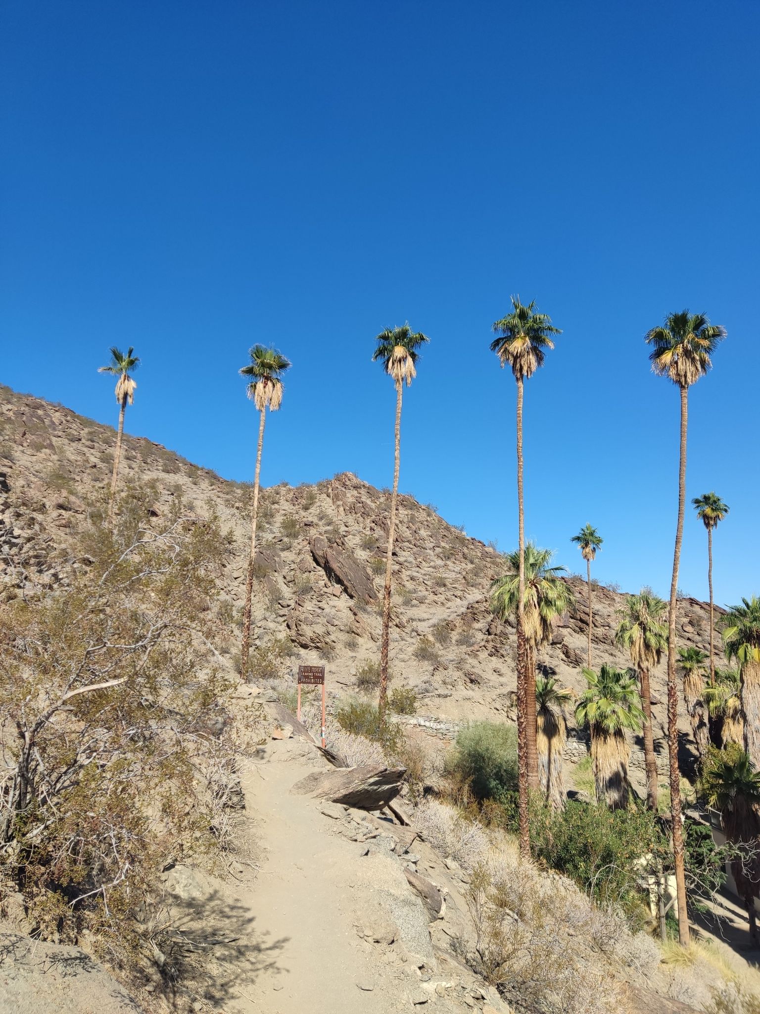 A desert path winds through rocky terrain with tall palm trees. - Museum Trail