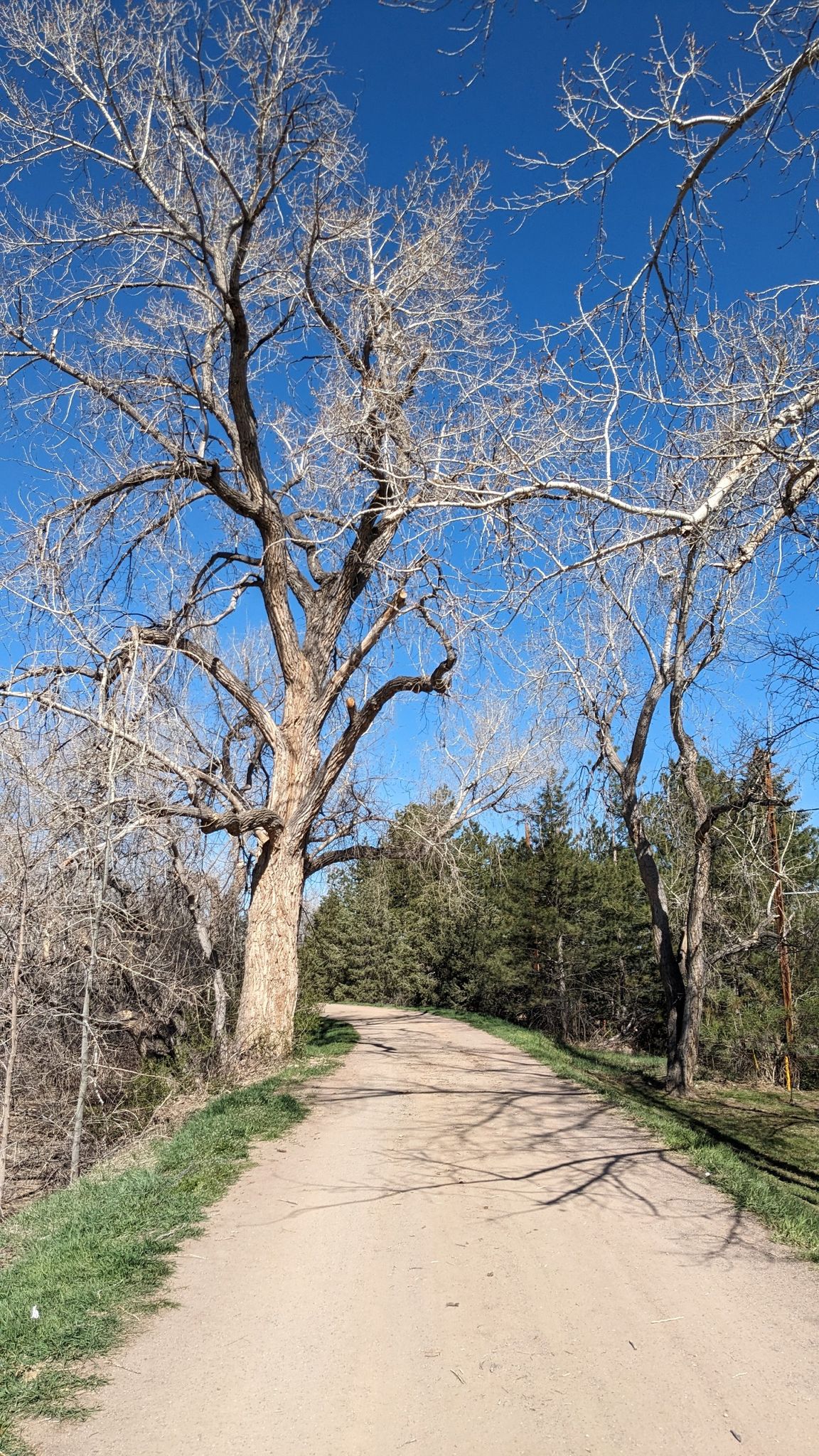 A dirt path winds through tall bare trees under a bright blue sky. - High Line Canal Trail: Segment 11 - Greenwood Village Amble