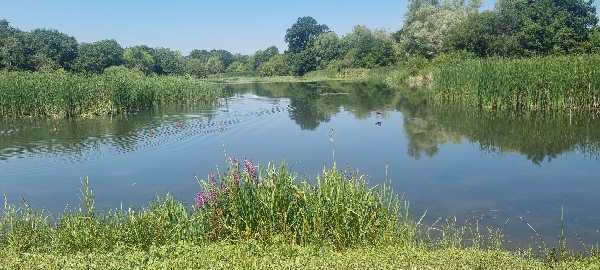 moors valley
