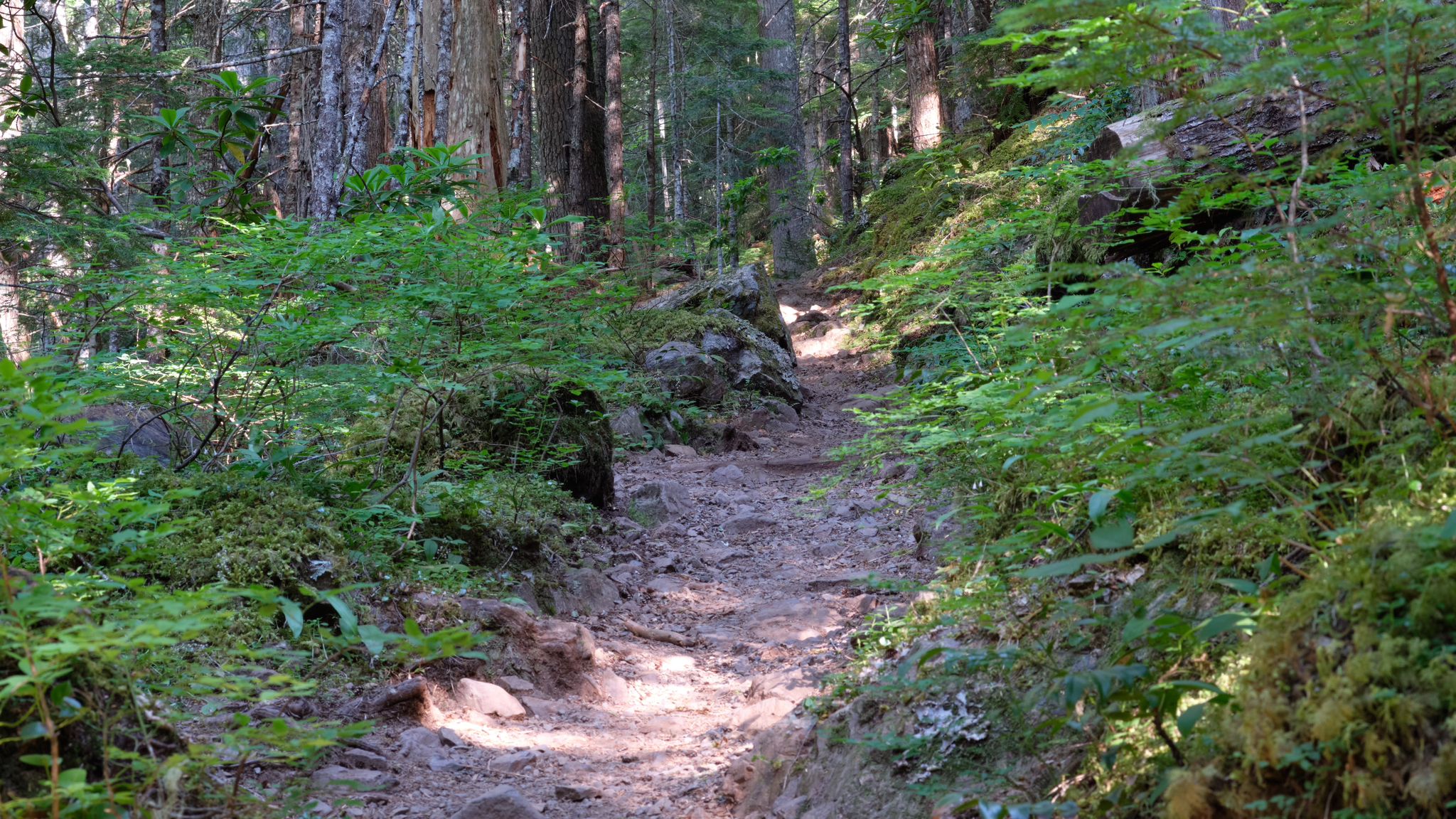 A narrow dirt path winds through a sun-dappled forest with dense green undergrowth. - Big Quilcene Trail #833
