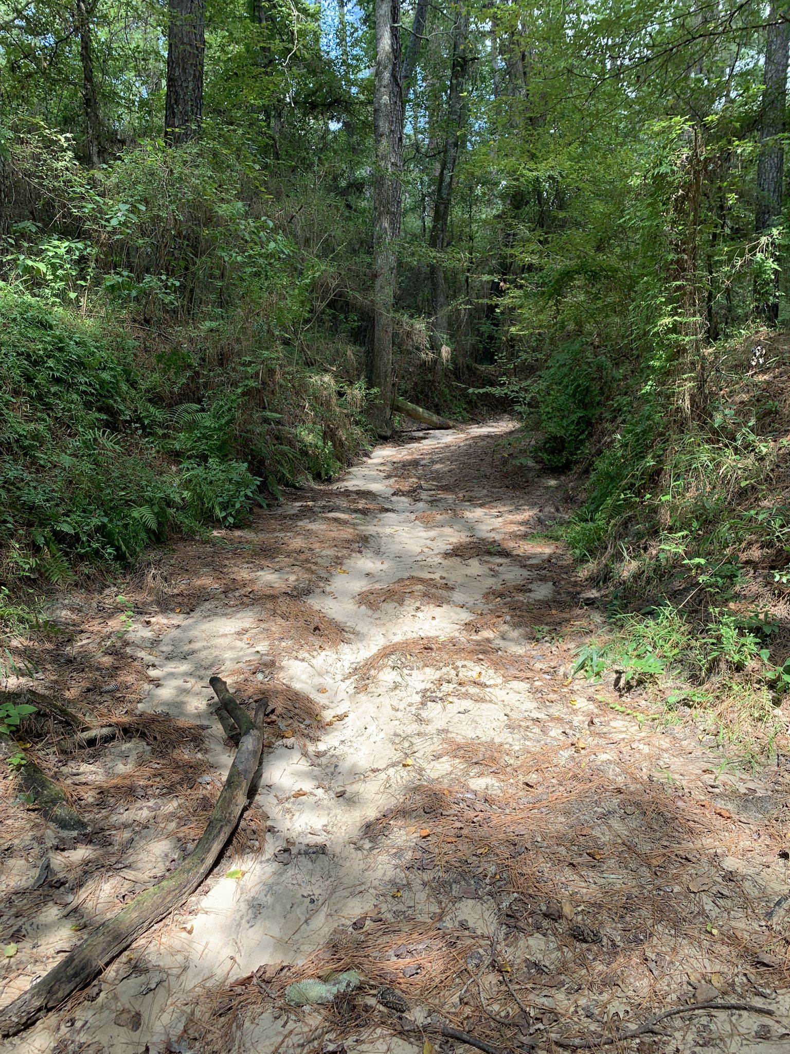 A wide sandy path with pine needles leads through a sunlit forest. - Lone Star and North Wilderness Loop
